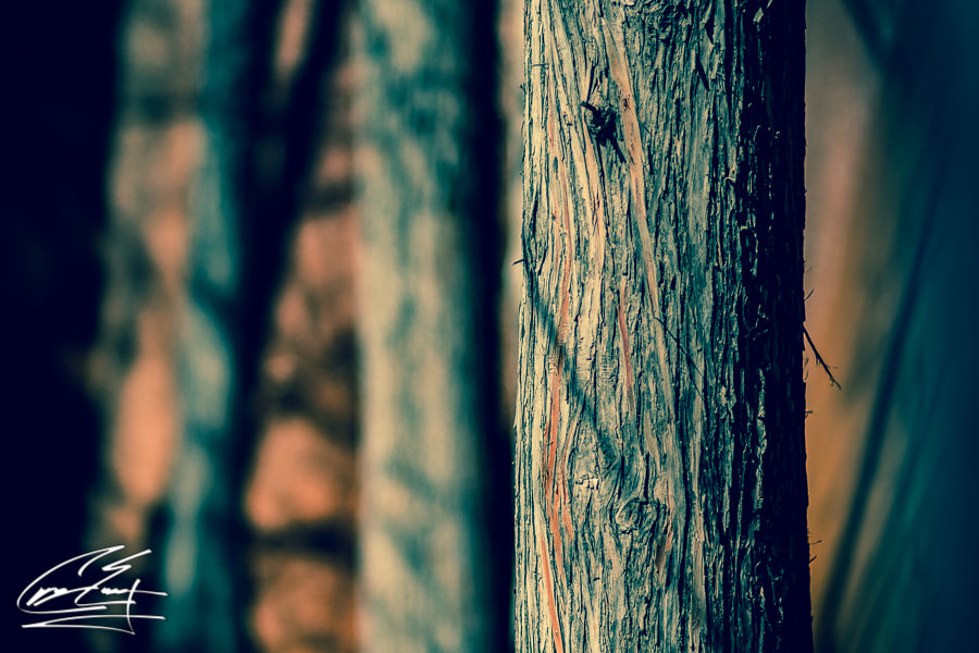 Canon EOS 650D (EOS Rebel T4i / EOS Kiss X6i) sample photo. Rough by nature photography