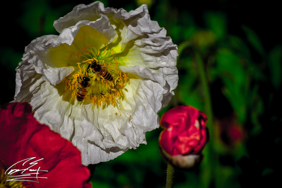 Canon EOS 650D (EOS Rebel T4i / EOS Kiss X6i) sample photo. Tag team collectors photography