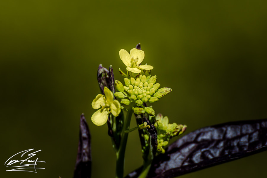 Canon EOS 650D (EOS Rebel T4i / EOS Kiss X6i) sample photo. Contrasted blooms photography