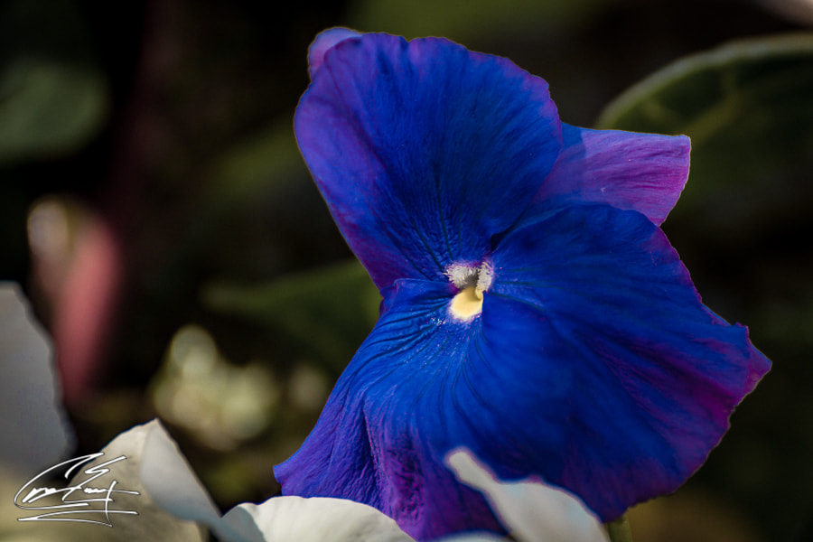 Canon EOS 650D (EOS Rebel T4i / EOS Kiss X6i) sample photo. Spring blues photography