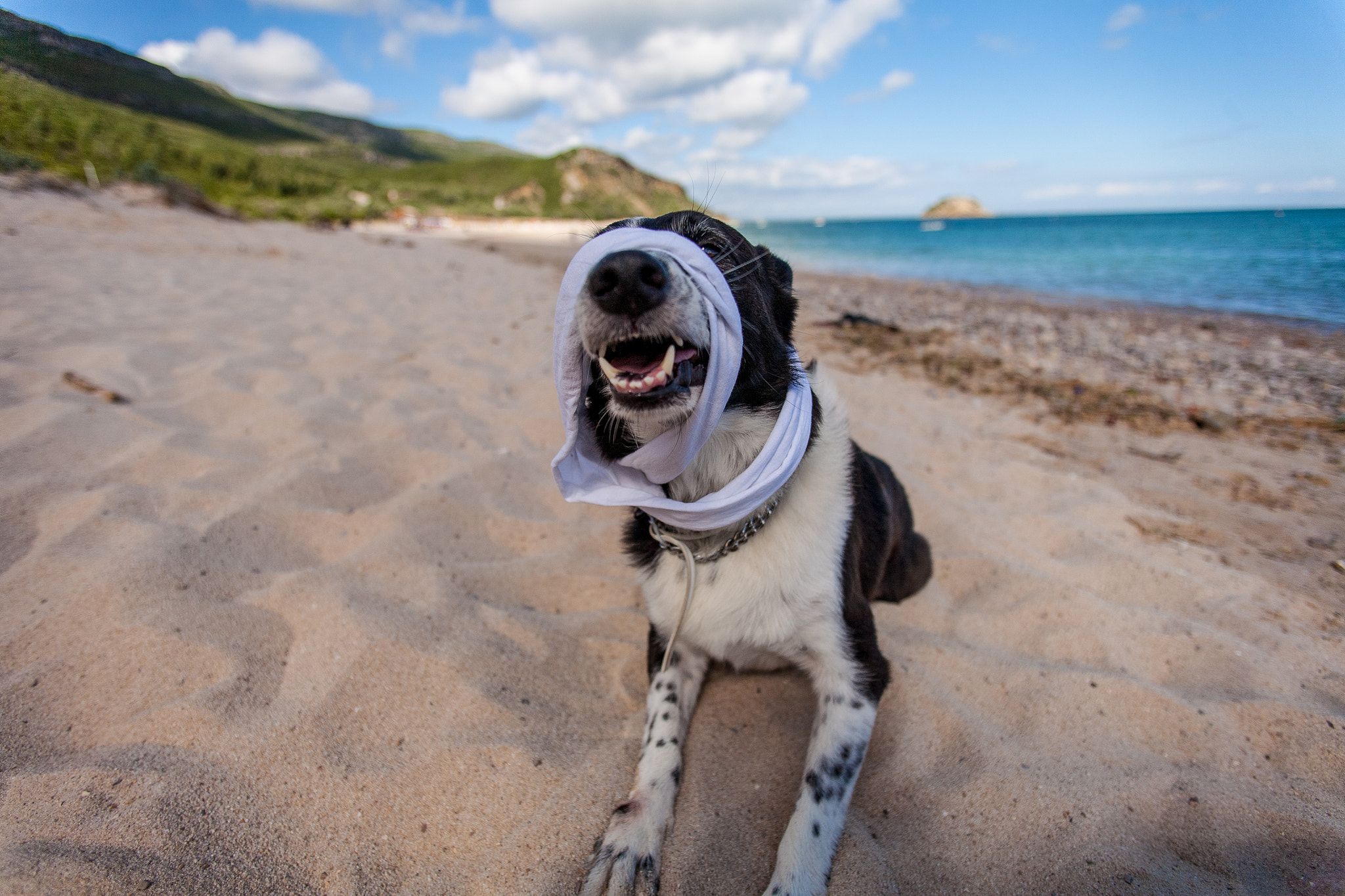 Canon EOS 5D + Canon EF 17-35mm f/2.8L sample photo. The dog photography