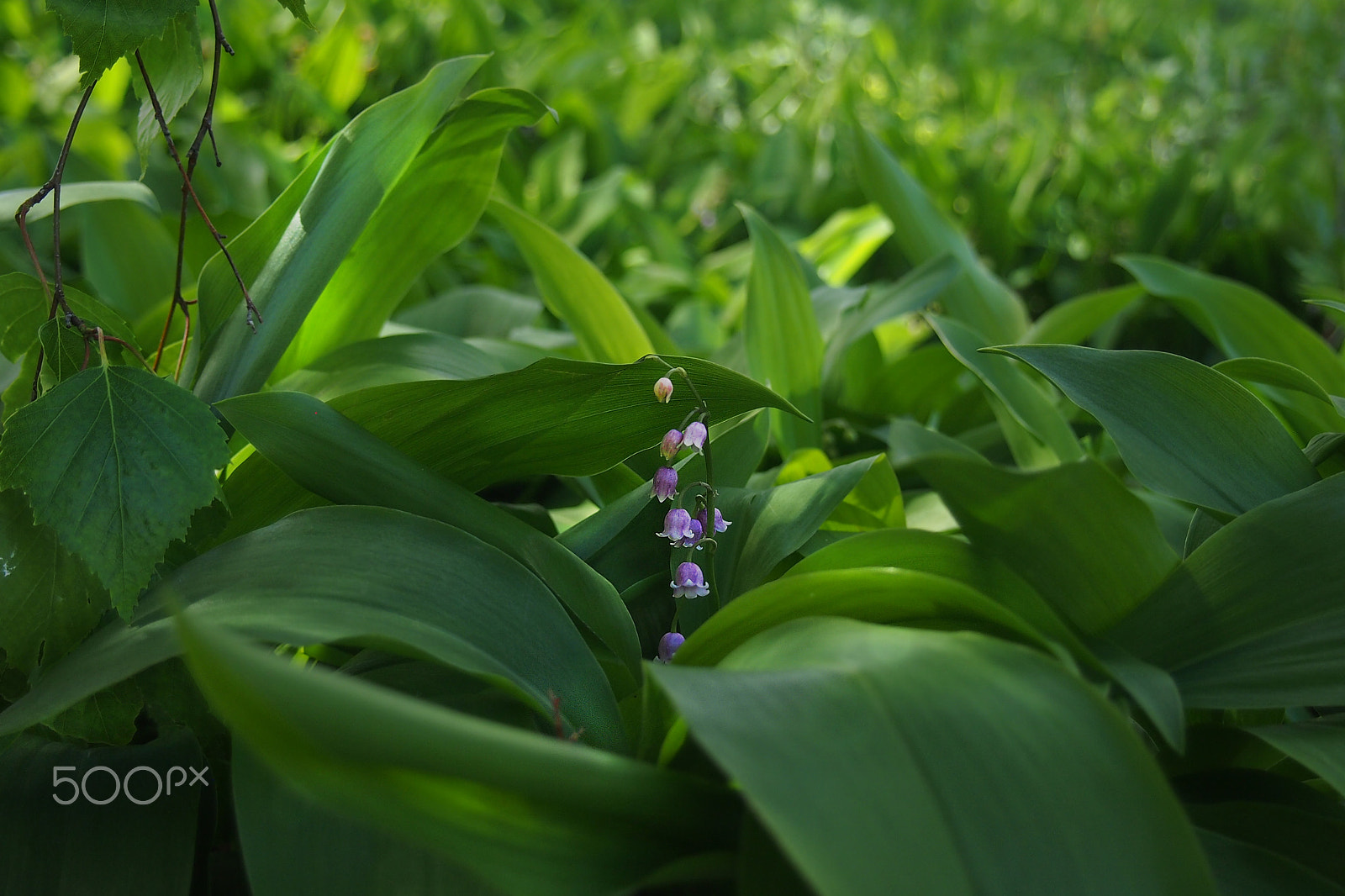 Olympus PEN E-P3 sample photo. May-lily photography