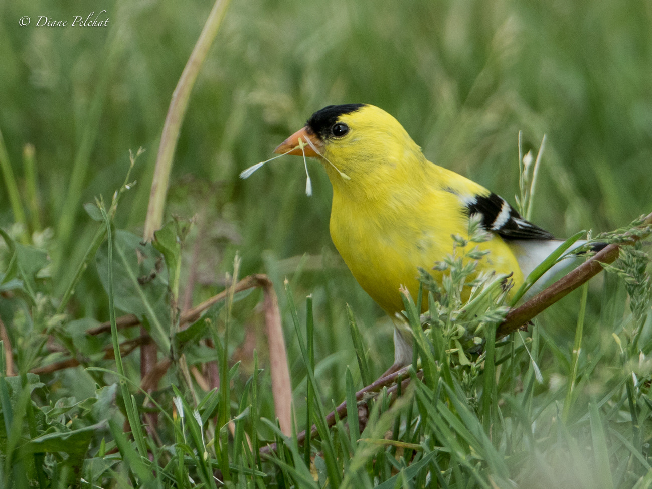 Canon EF 300mm F2.8L IS II USM sample photo. American goldfinch photography