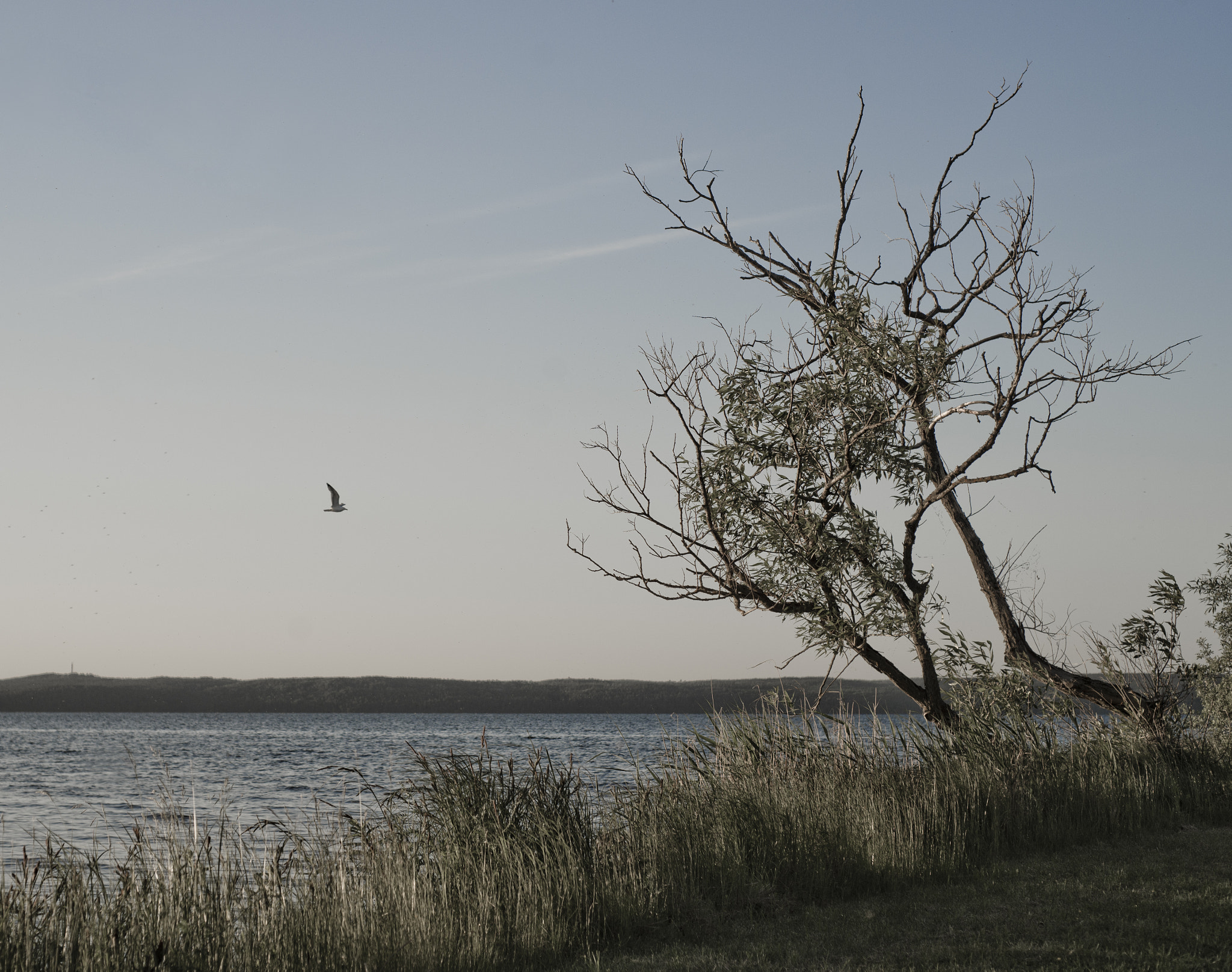 Nikon D600 + AF Nikkor 50mm f/1.8 N sample photo. Fly free photography