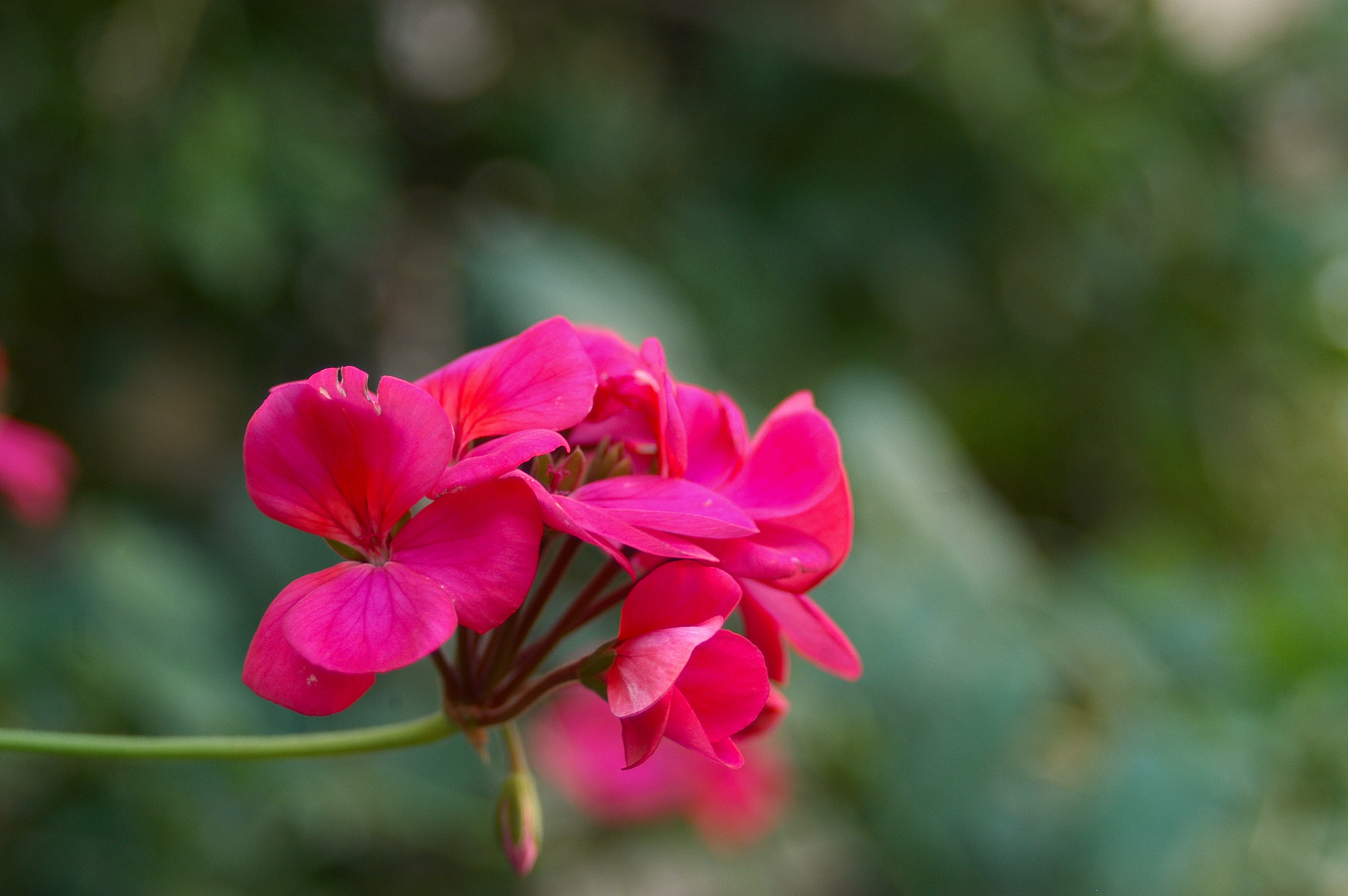 AF Zoom-Nikkor 35-70mm f/3.3-4.5 N sample photo. Malvón rosado photography