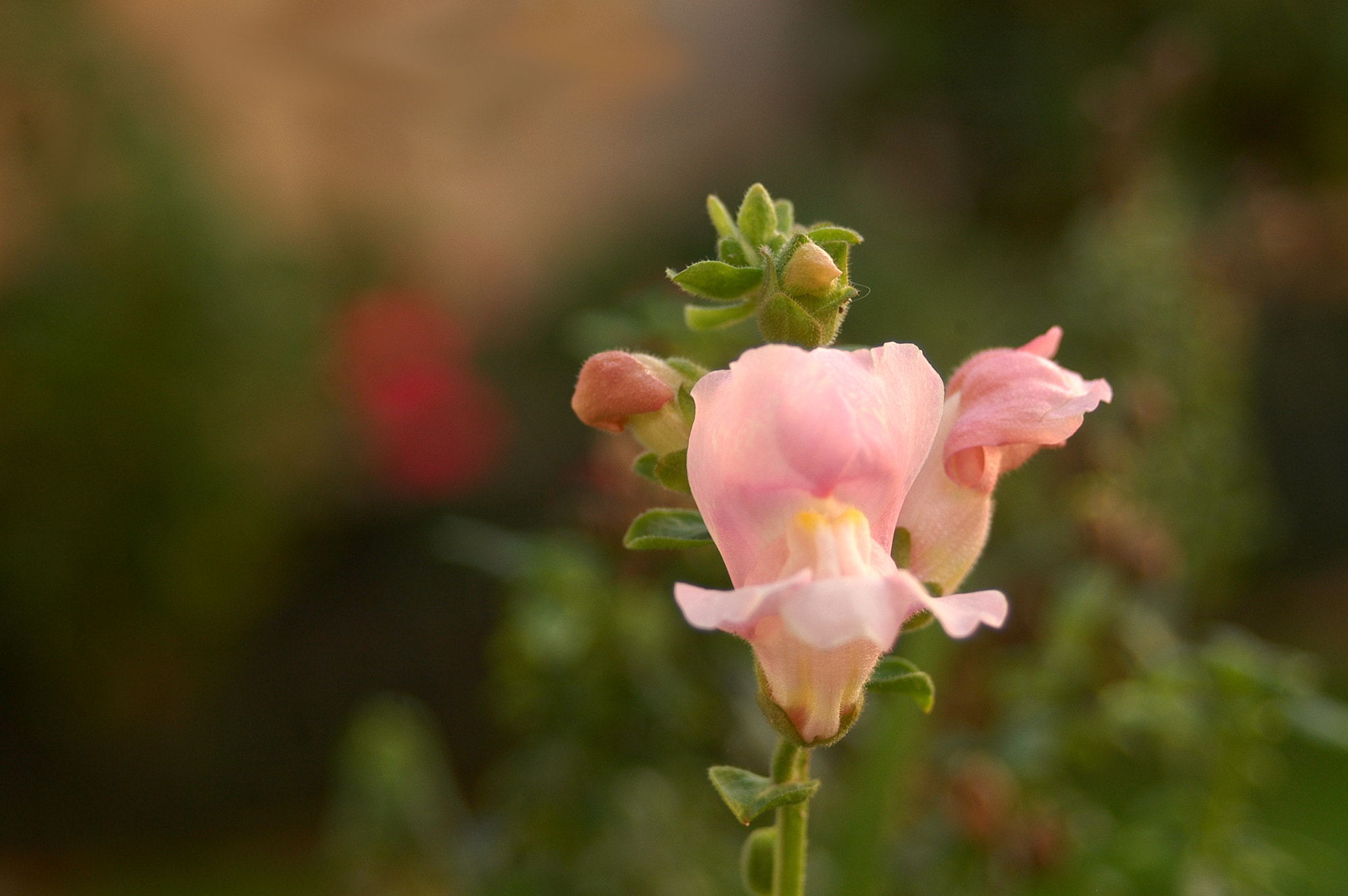 Nikon D100 sample photo. Flower (i) photography