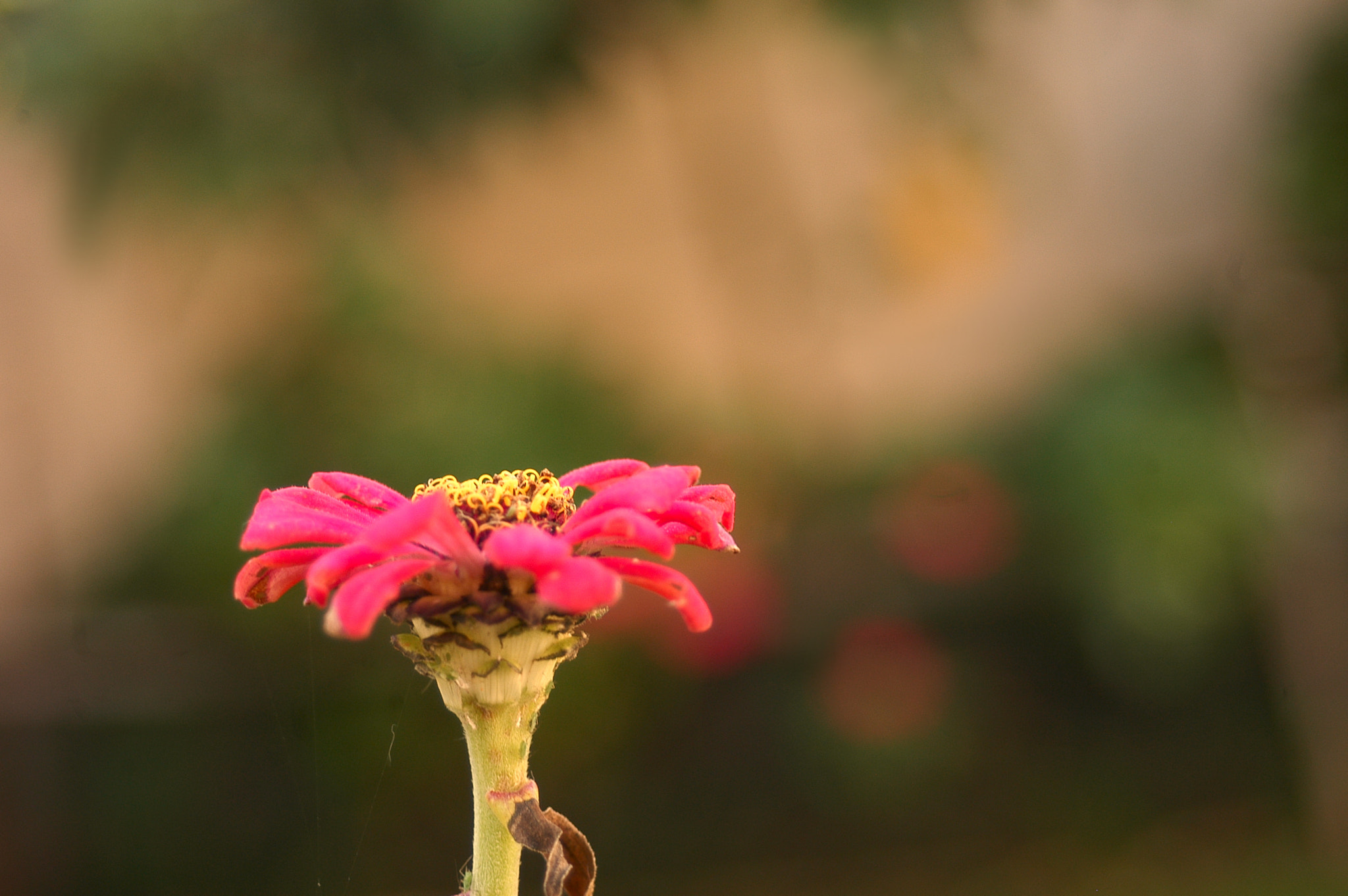 Nikon D100 sample photo. Flower (ii) photography