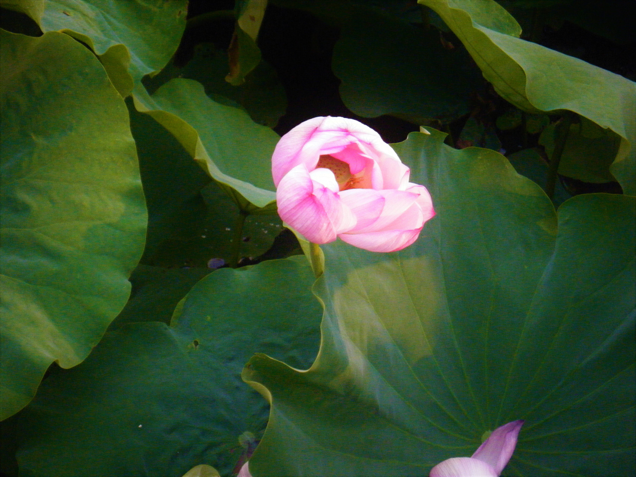 Fujifilm FinePix Z20fd sample photo. Lotus photography