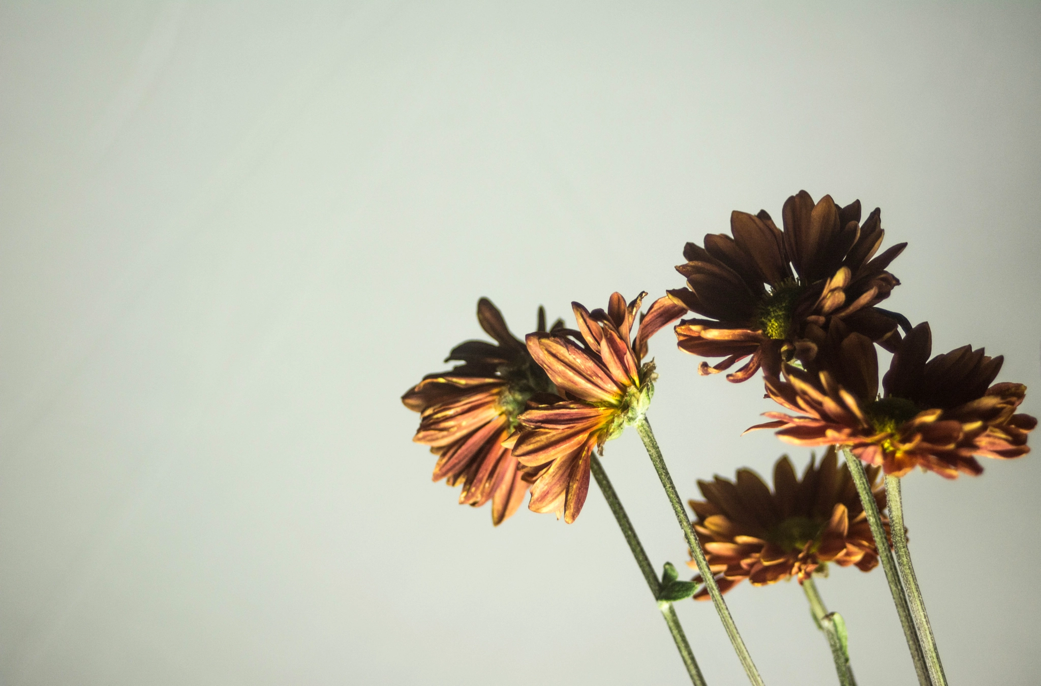 AF Zoom-Nikkor 35-70mm f/3.3-4.5 N sample photo. Untitled photography