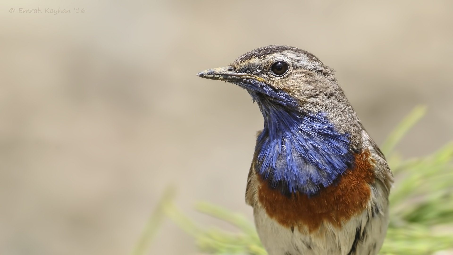 Canon EOS 7D + Canon EF 400mm F5.6L USM sample photo. Bluethroat photography