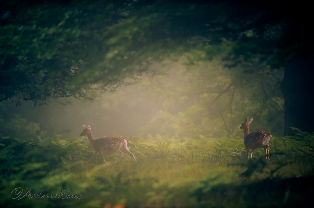 Nikon AF-S Nikkor 400mm F2.8G ED VR II sample photo. Misty morning photography