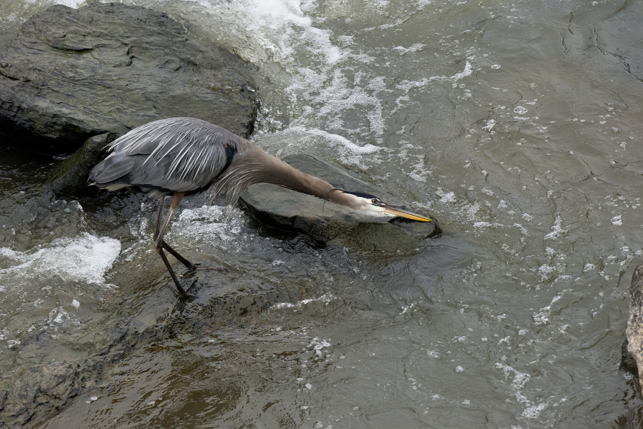 Nikon D800 + Nikon AF-S Nikkor 500mm F4G ED VR sample photo. Taking a rest? photography