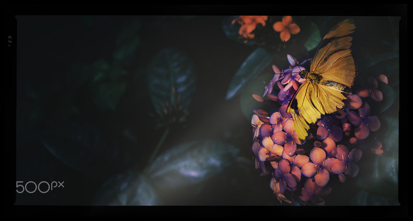 Canon EOS 1200D (EOS Rebel T5 / EOS Kiss X70 / EOS Hi) sample photo. Butterfly perched. photography
