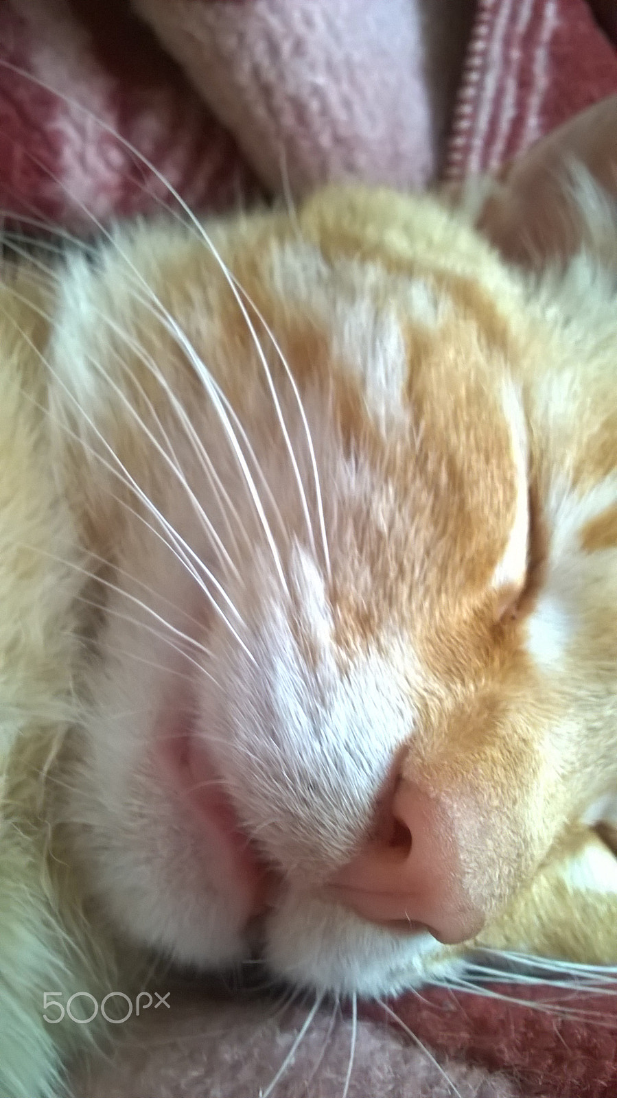 Nokia Lumia 630 sample photo. Animals photography