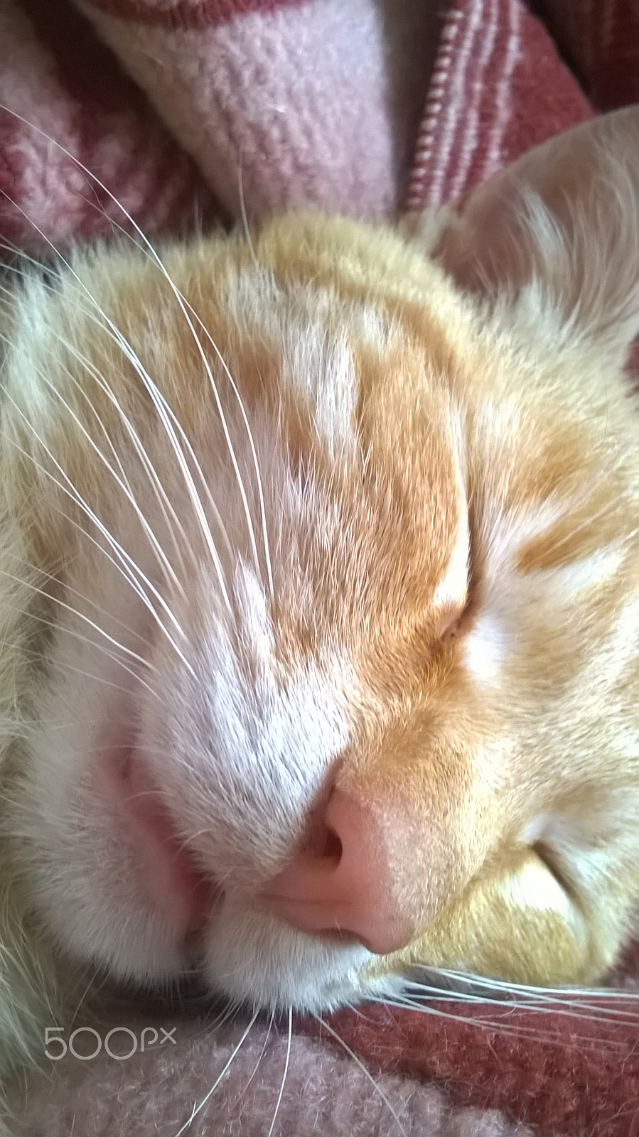 Nokia Lumia 630 sample photo. Animals photography