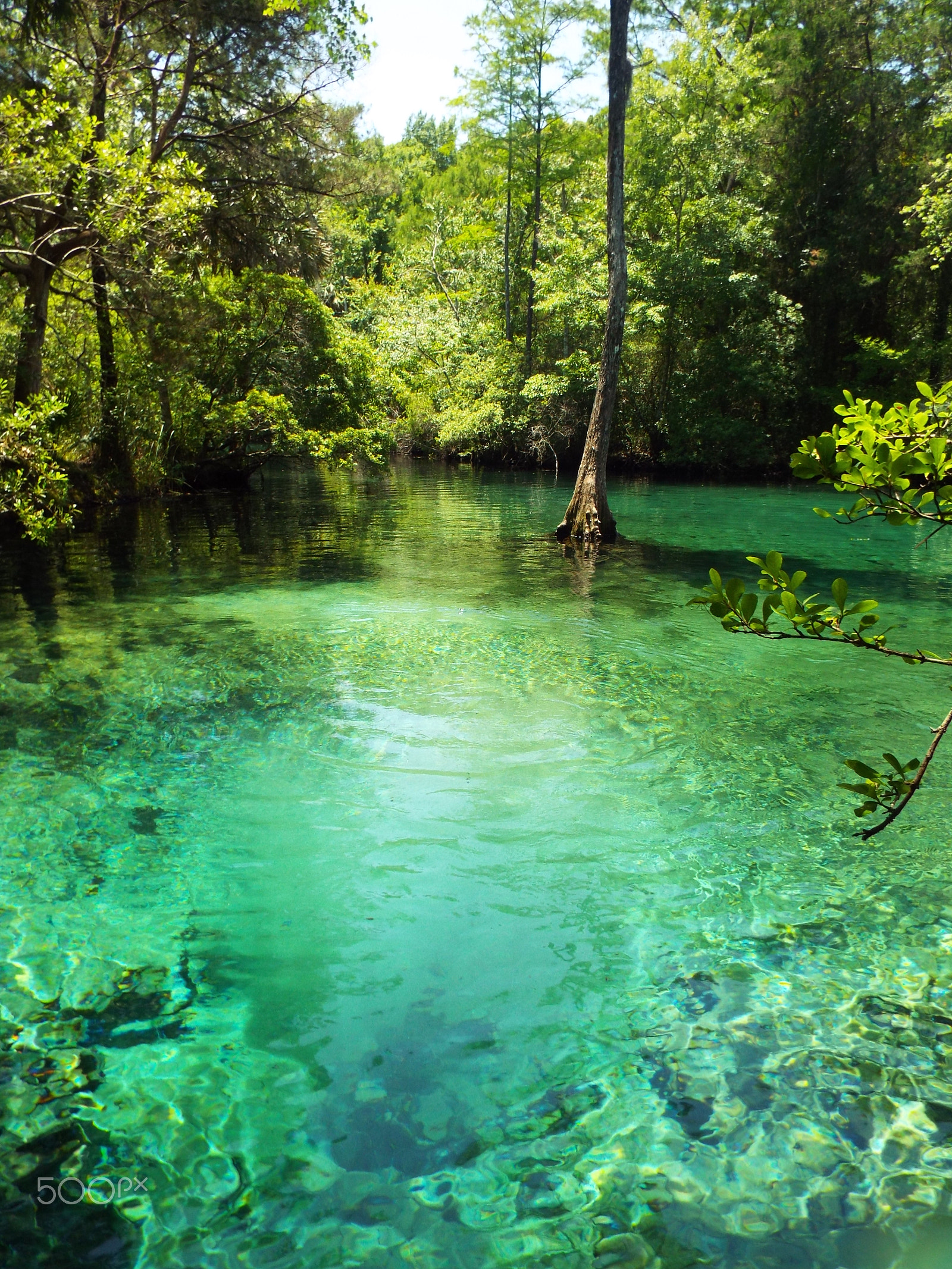 Fujifilm FinePix S8400W sample photo. Beautiful natural springs in florida photography