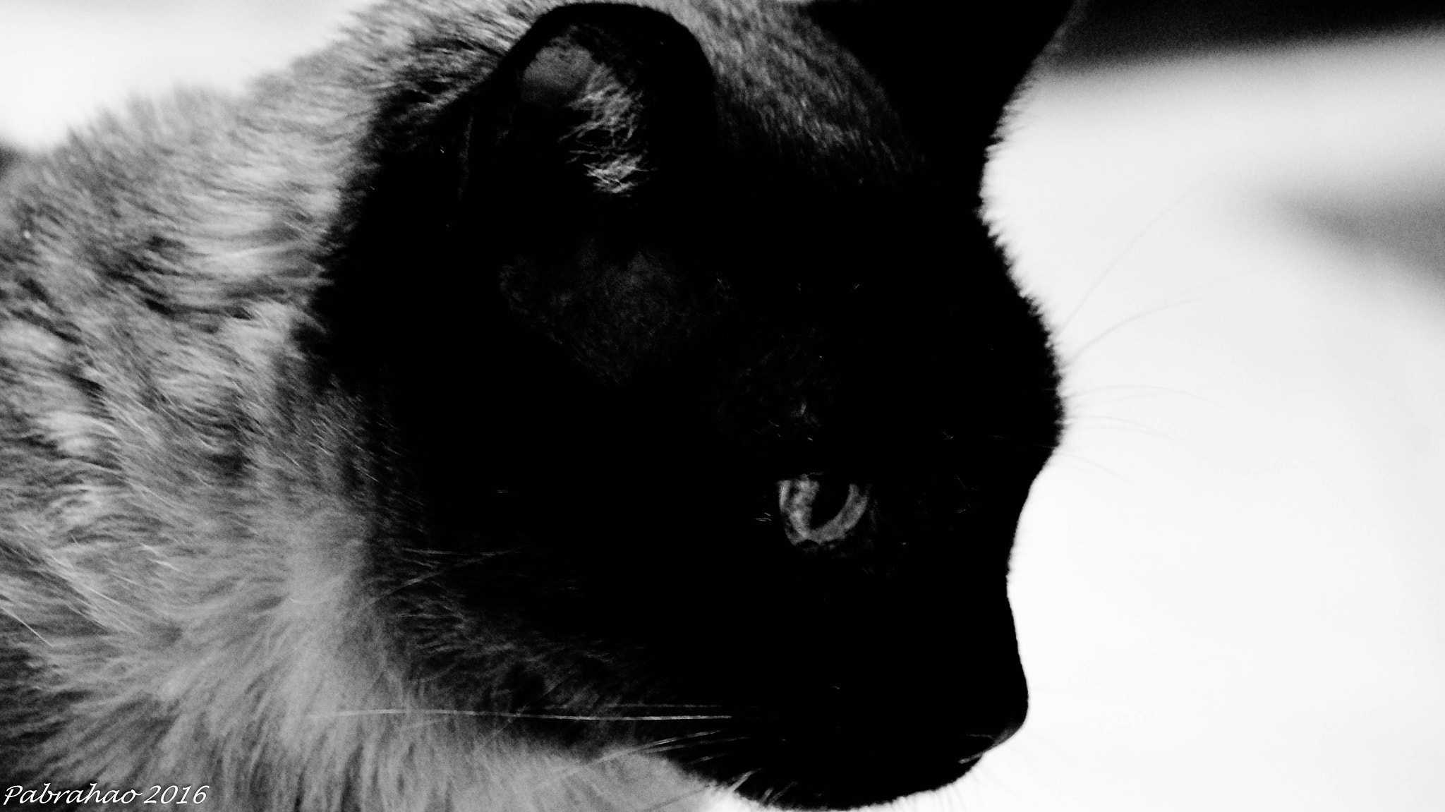 Sony SLT-A57 + Sony DT 55-200mm F4-5.6 SAM sample photo. Frida. photography