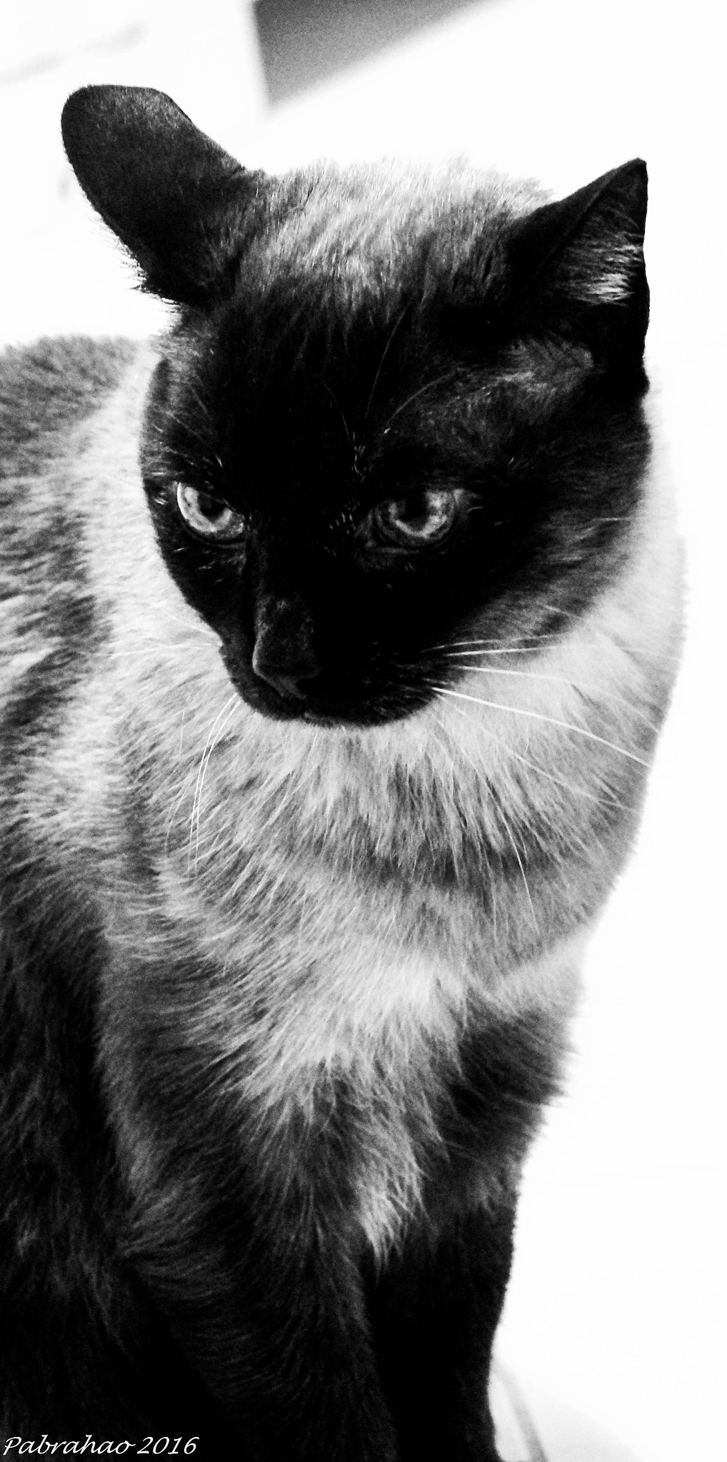Sony SLT-A57 + Sony DT 55-200mm F4-5.6 SAM sample photo. Frida. photography