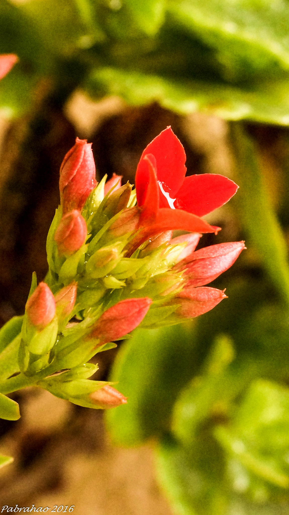 Sony DT 35mm F1.8 SAM sample photo. Flor da fortuna. photography