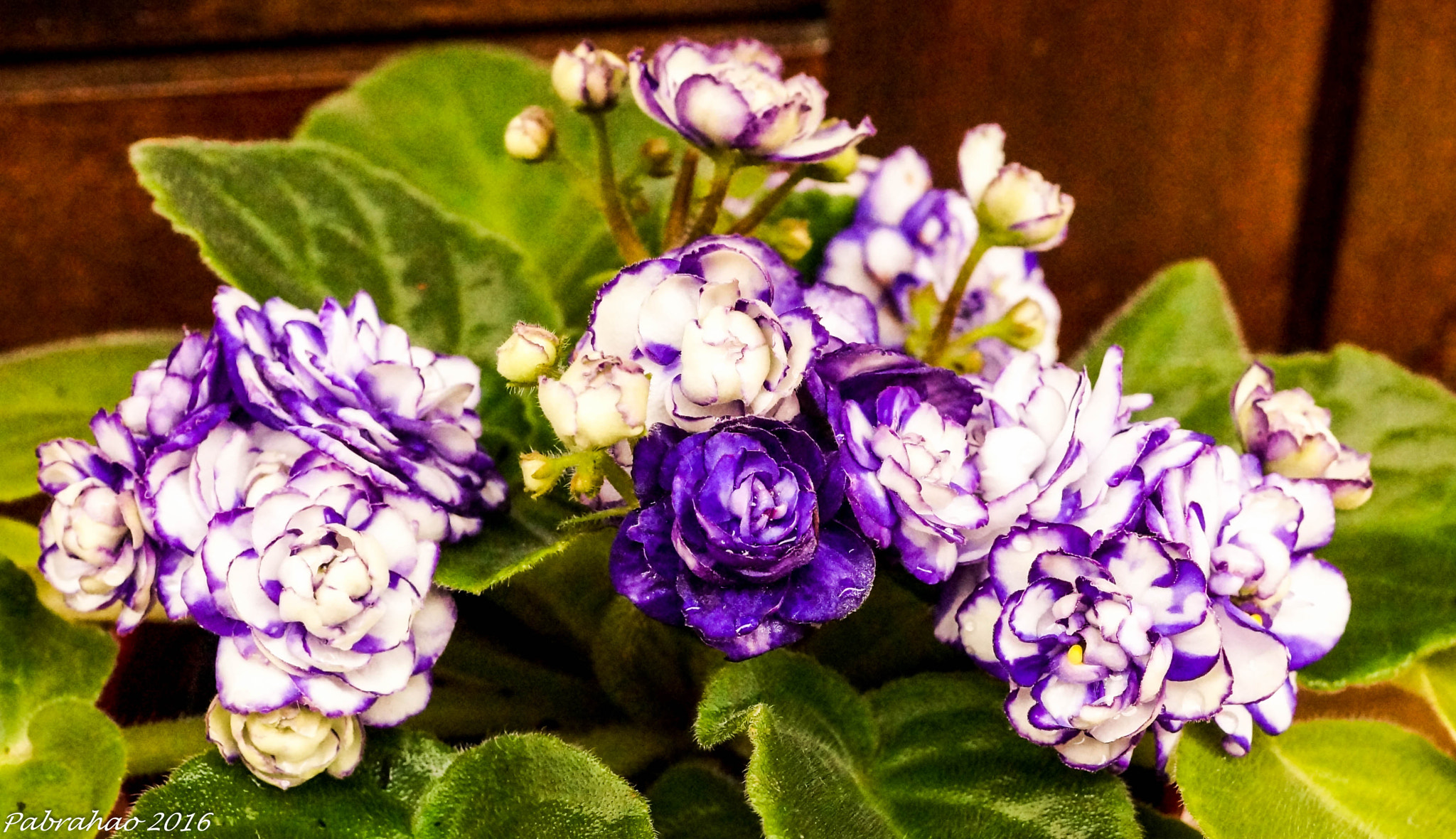 Sony DT 35mm F1.8 SAM sample photo. Violetas. photography