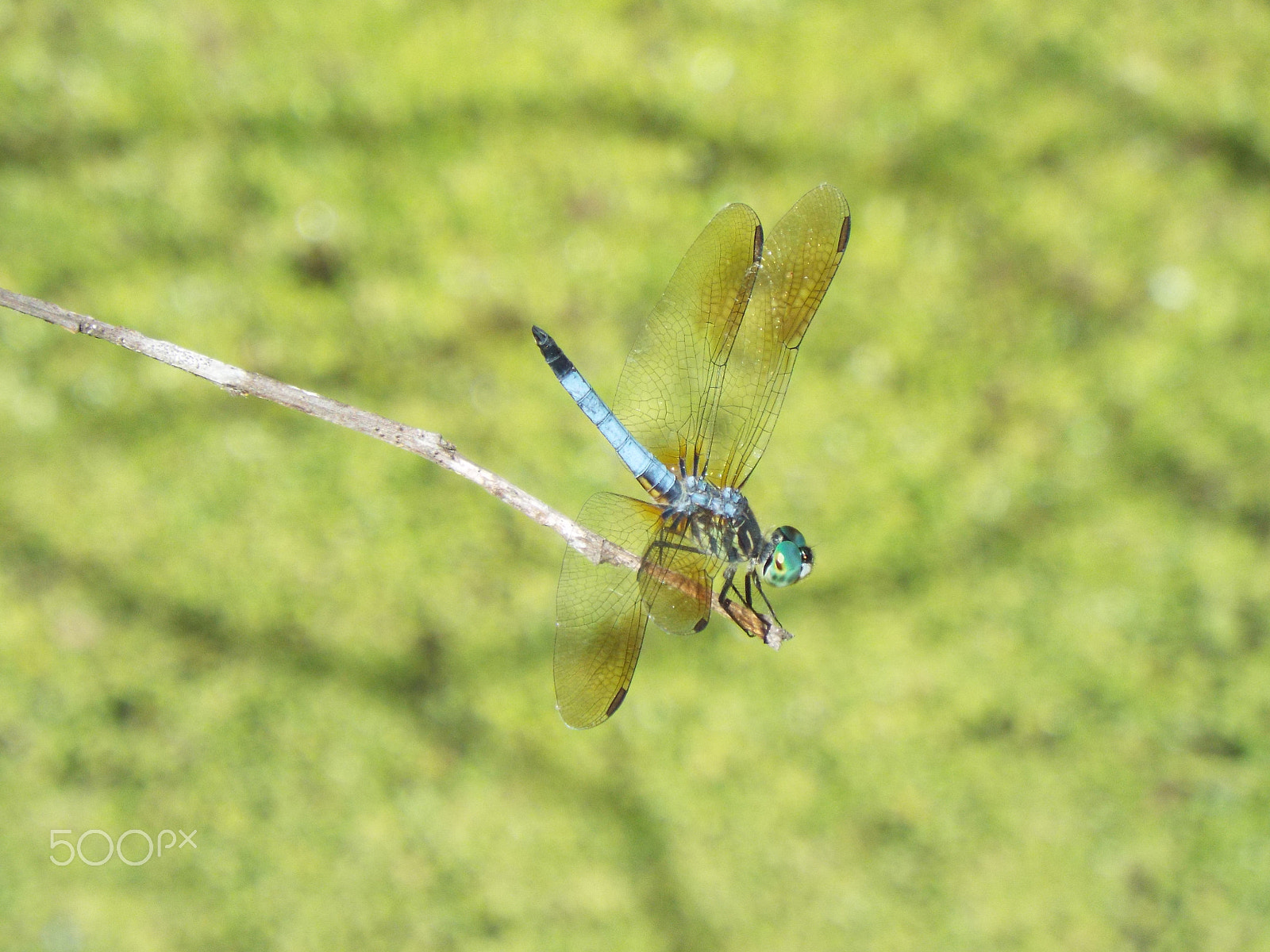 Fujifilm FinePix S8400W sample photo. Pretty little dragonfly photography