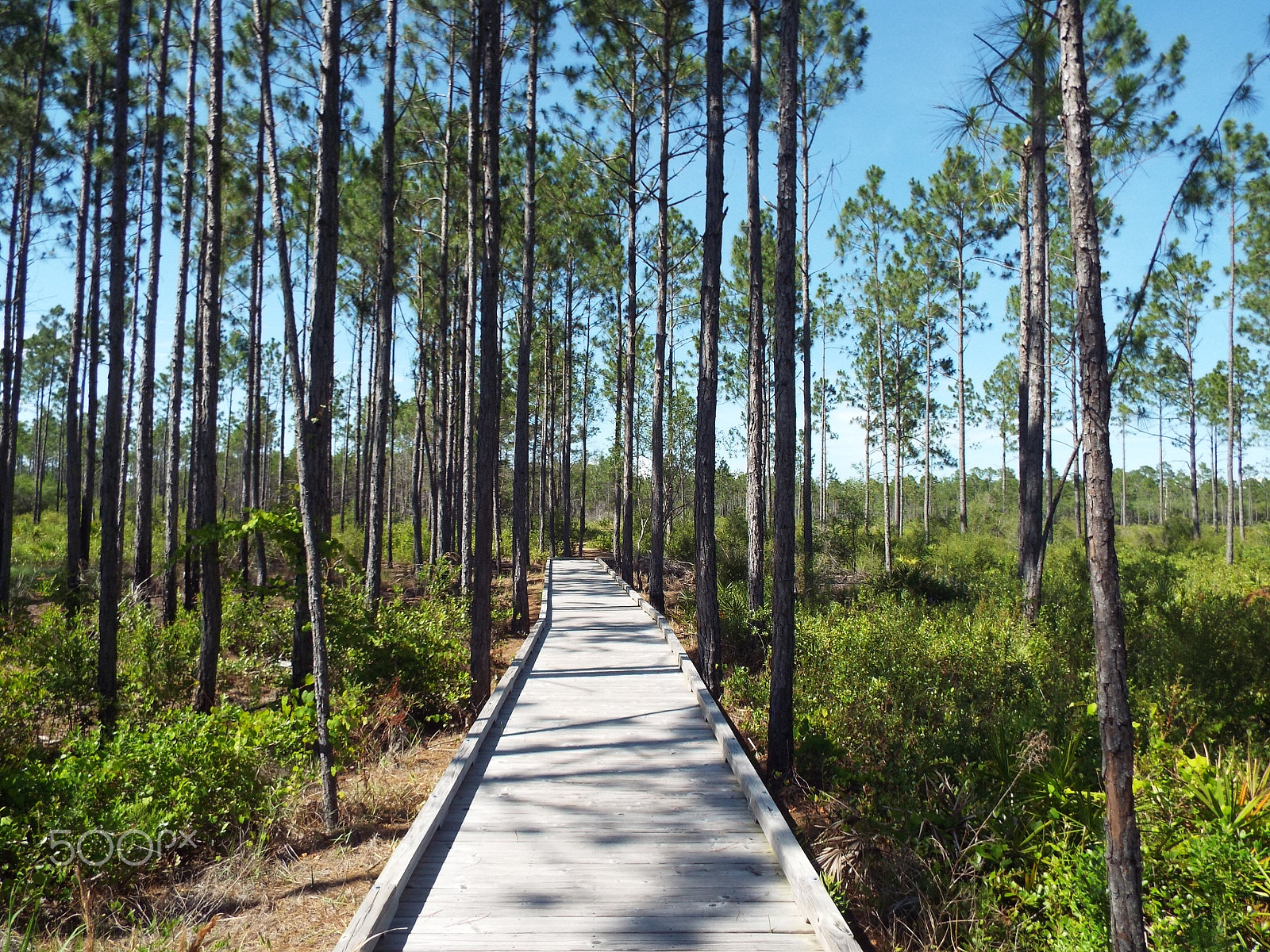 Fujifilm FinePix S8400W sample photo. Boardwalk for bears in florida photography