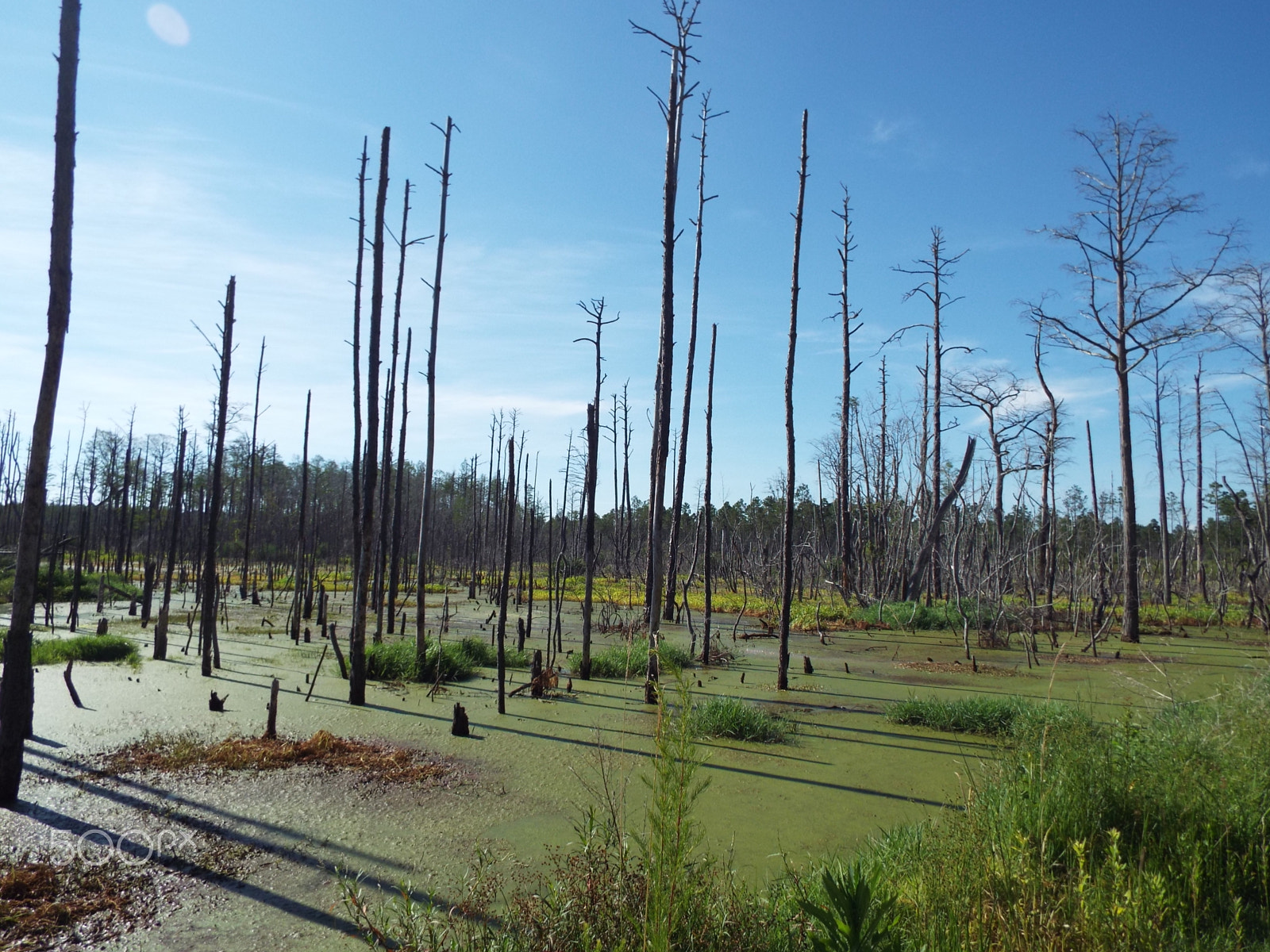 Fujifilm FinePix S8400W sample photo. Beautiful swamps in florida photography