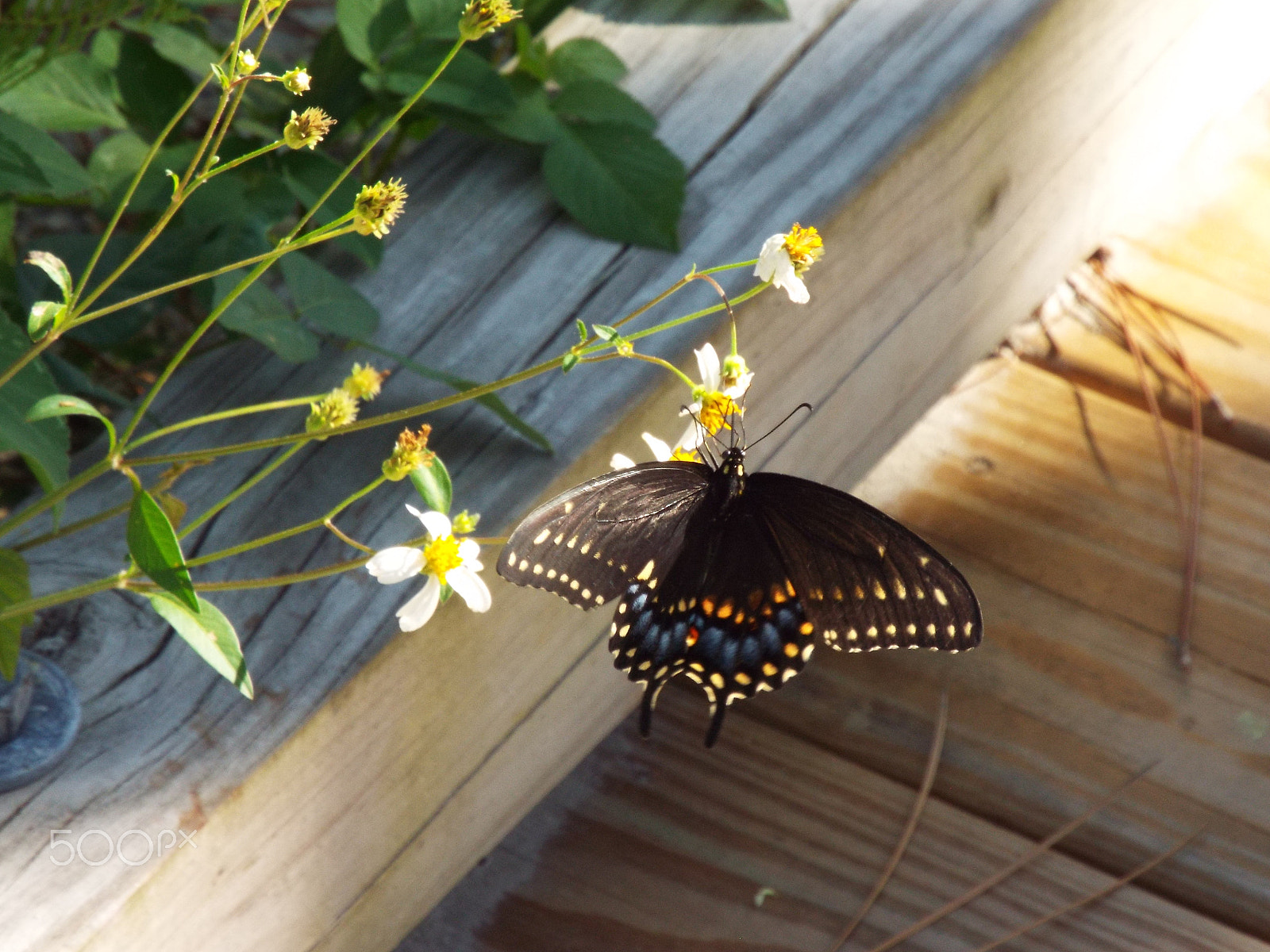 Fujifilm FinePix S8400W sample photo. Busy colorful butterly photography