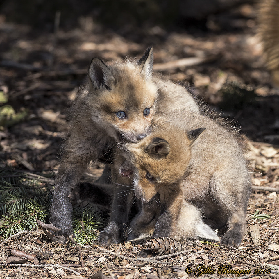 Nikon AF-S Nikkor 400mm F2.8G ED VR II sample photo. Red fox_cubs photography