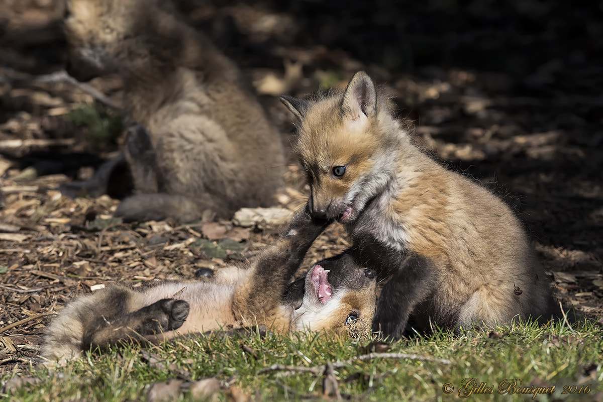 Nikon AF-S Nikkor 400mm F2.8G ED VR II sample photo. Red fox_cubs photography