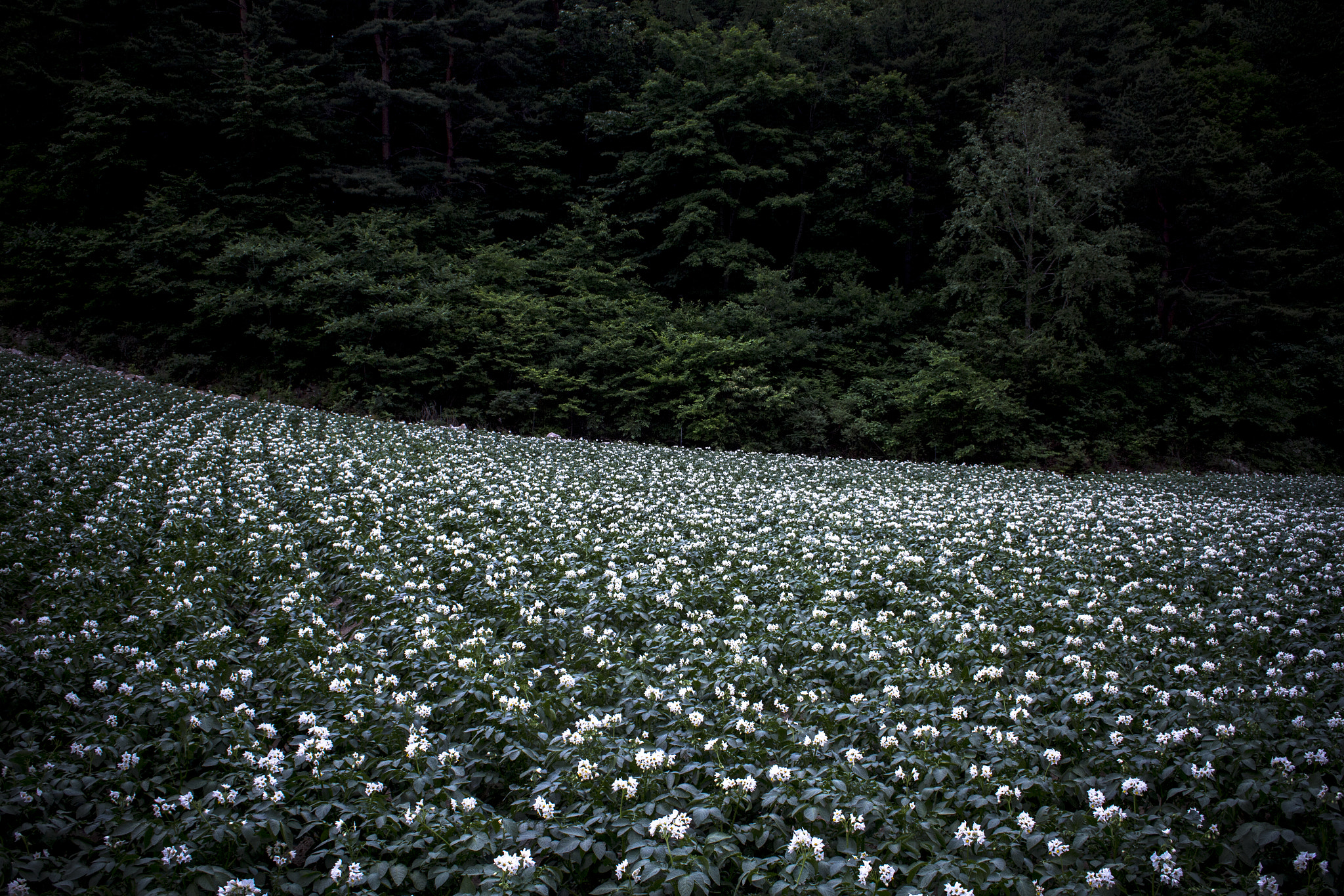 Canon EF-S 18-55mm F3.5-5.6 sample photo. Potato flower photography