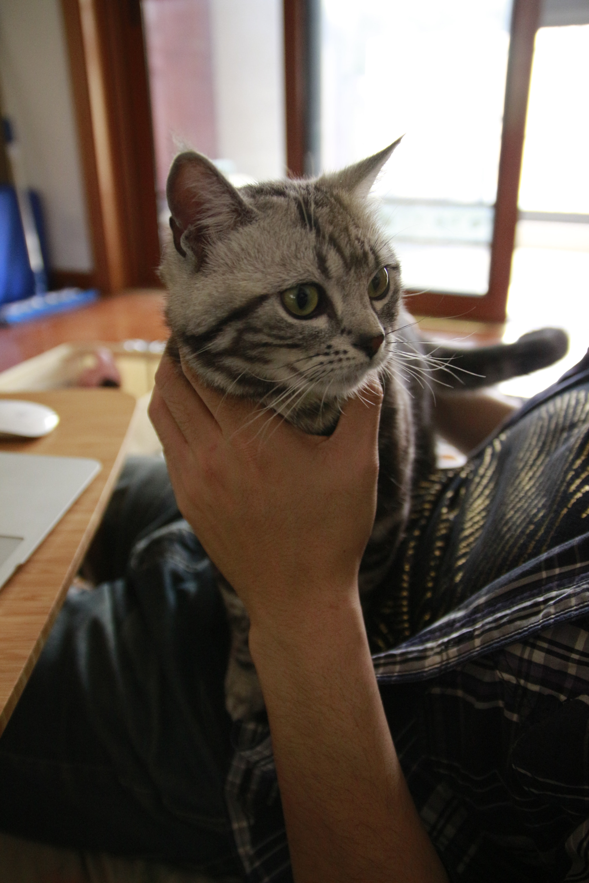 Sigma 17-70mm F2.8-4 DC Macro OS HSM sample photo. 猫与主人 photography