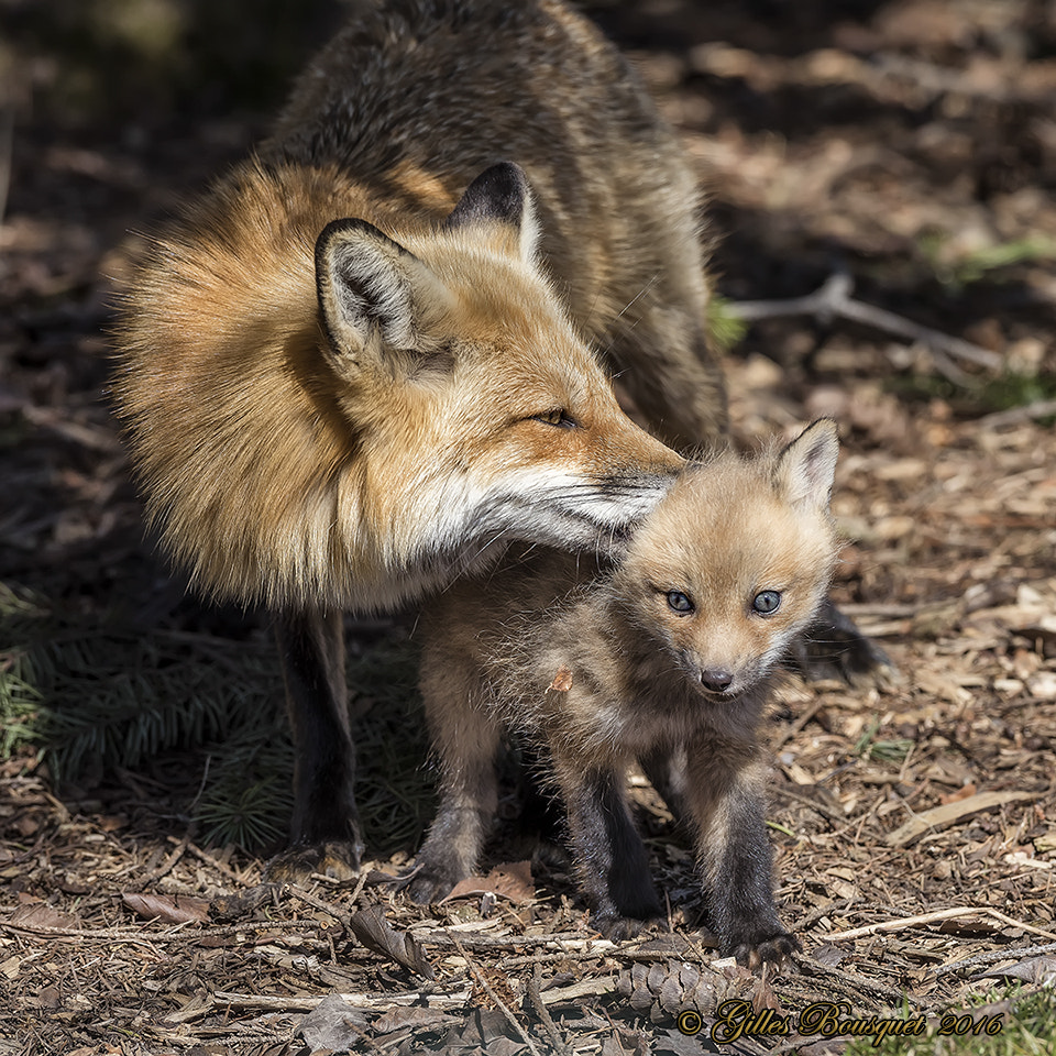 Nikon AF-S Nikkor 400mm F2.8G ED VR II sample photo. Red fox photography