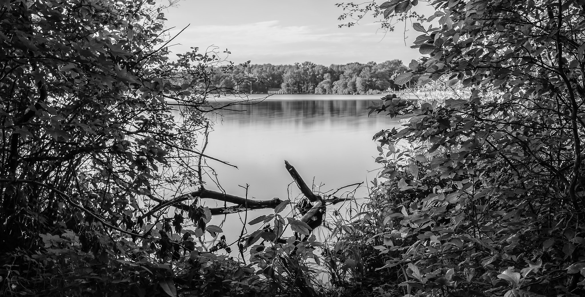 Sony Alpha NEX-6 + Sigma 19mm F2.8 EX DN sample photo. Behind the bushes photography