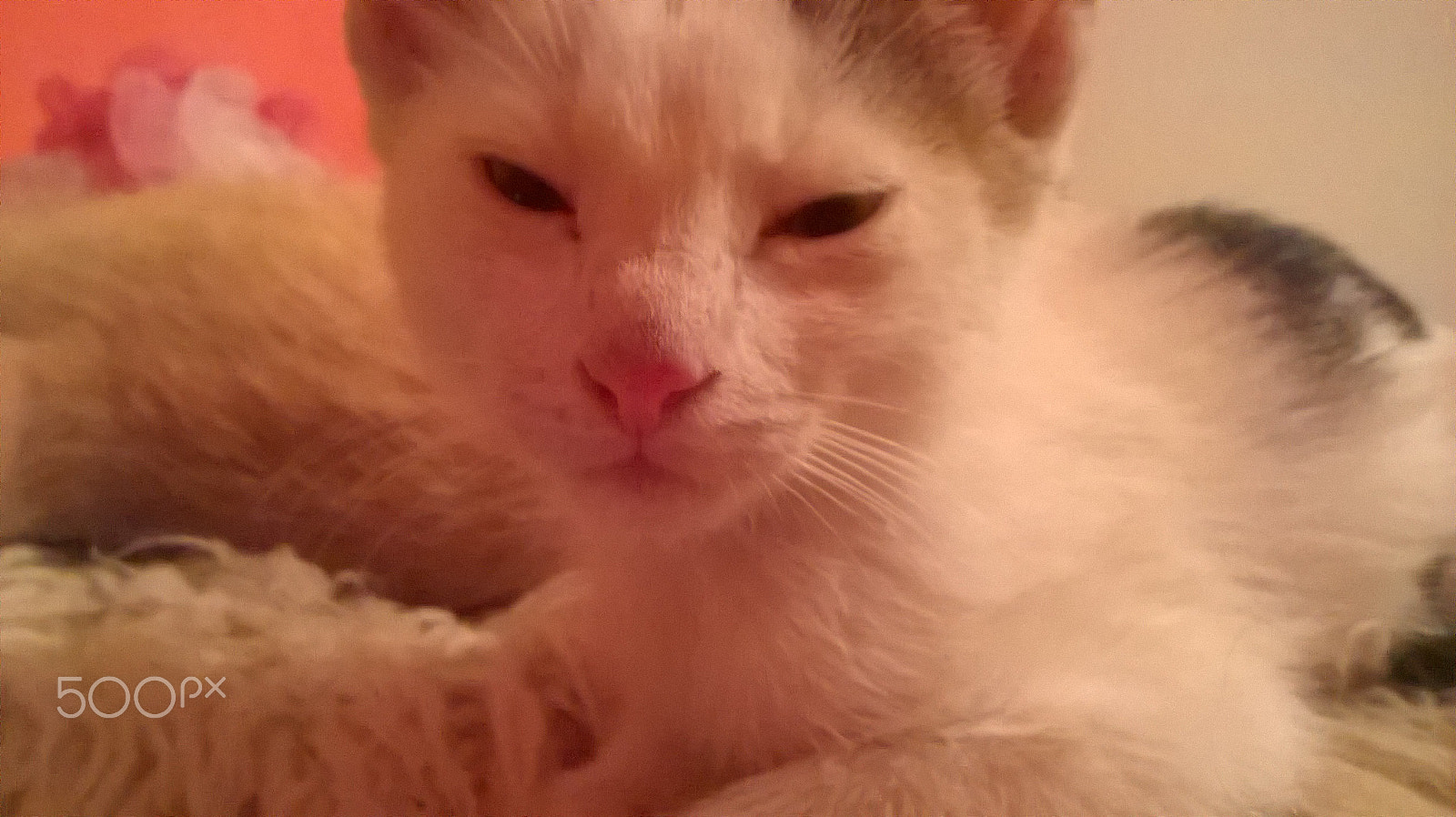 Nokia Lumia 630 sample photo. Animals photography