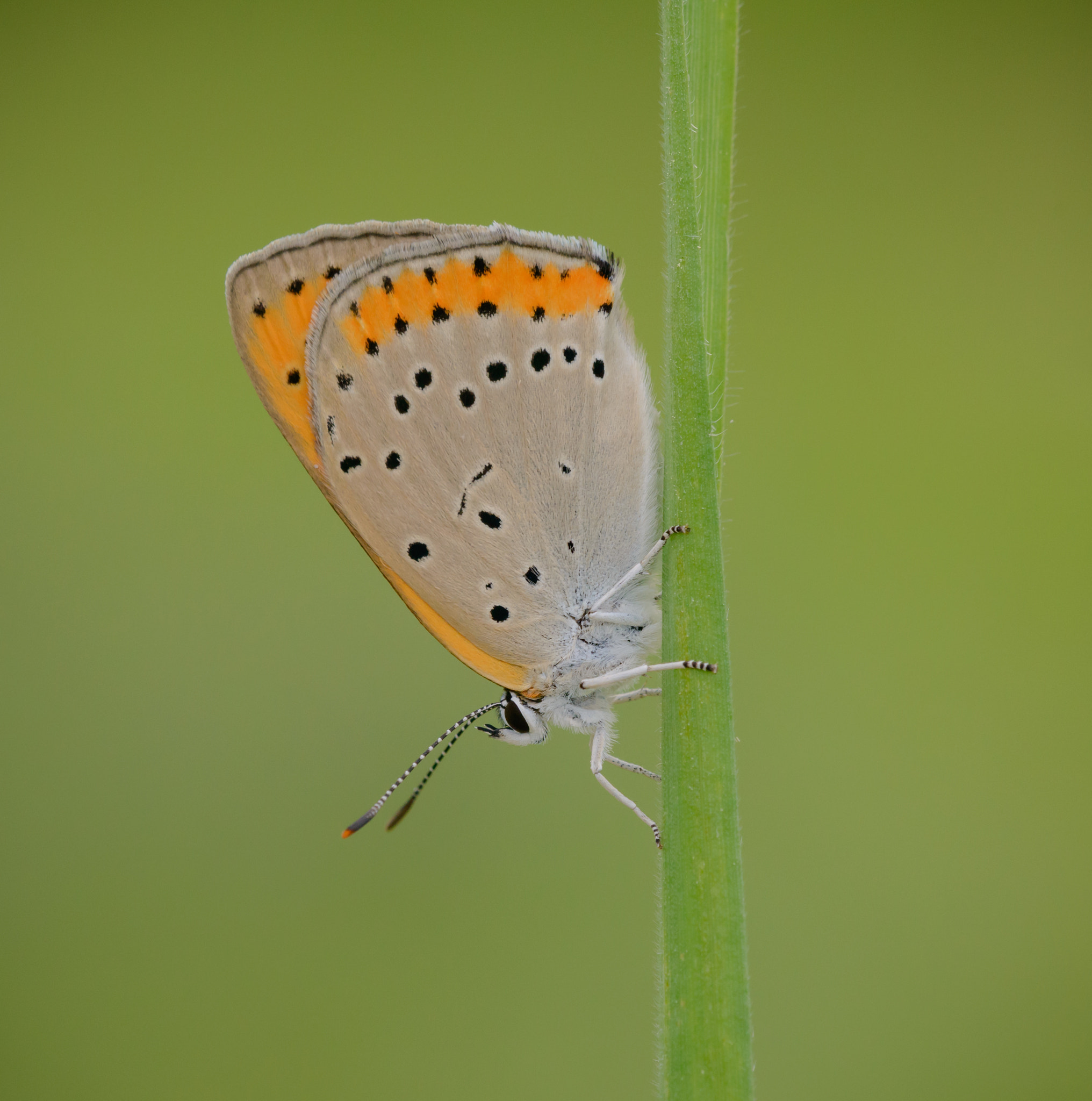 Sigma 150mm F2.8 EX DG Macro HSM sample photo. Large copper butterlfy photography