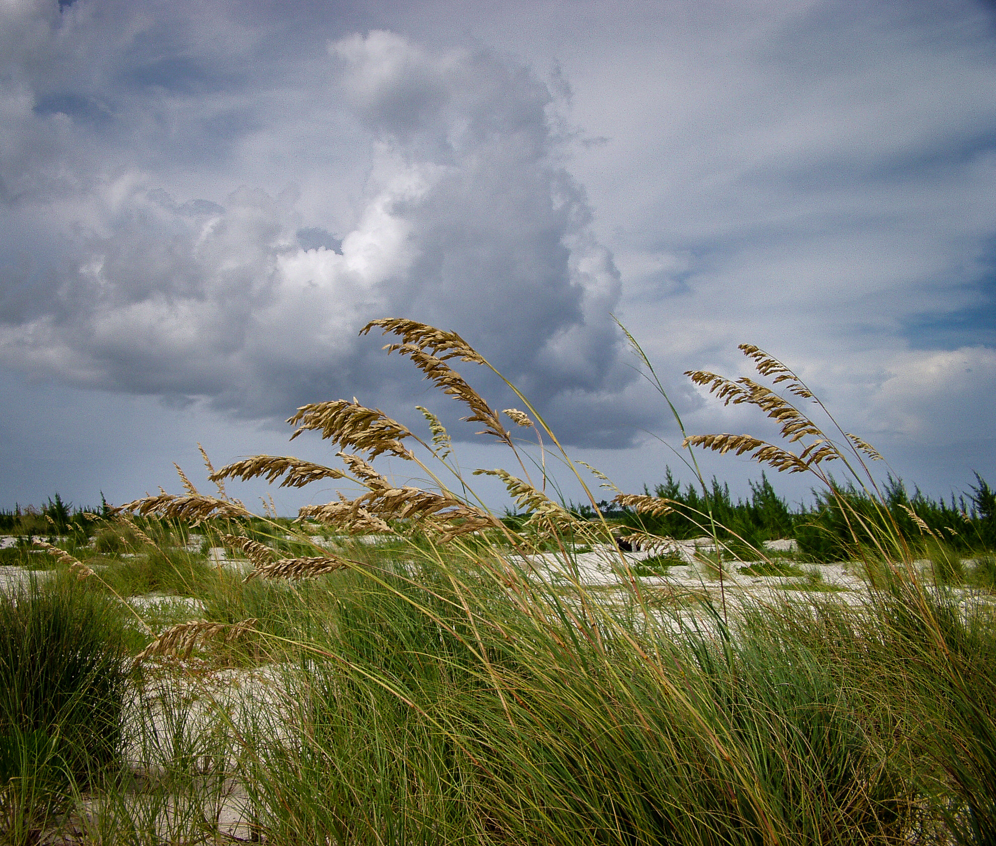 Olympus E-10 sample photo. Beach grass photography