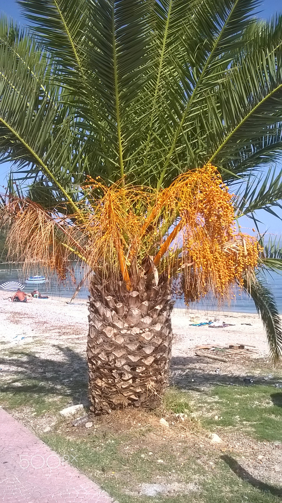 Nokia Lumia 630 sample photo. Tree.jpg photography