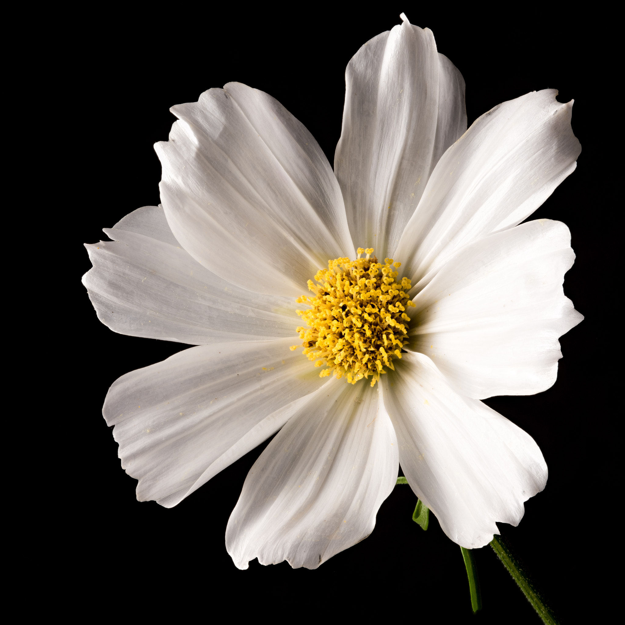 Nikon AF Micro-Nikkor 200mm F4D ED-IF sample photo. Howdy photography