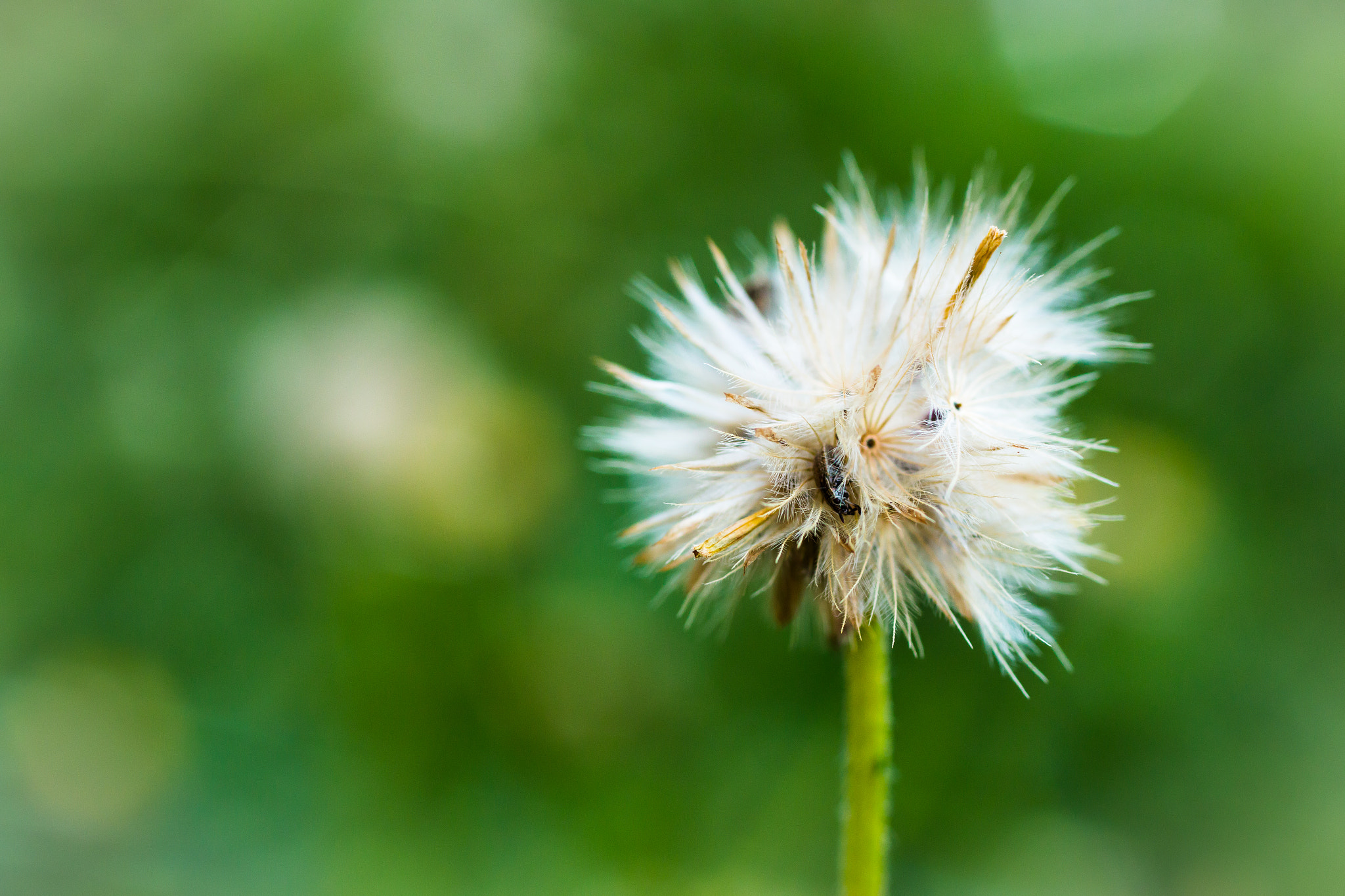 Canon EOS 70D + Canon EF 50mm F2.5 Macro sample photo. Seeds photography