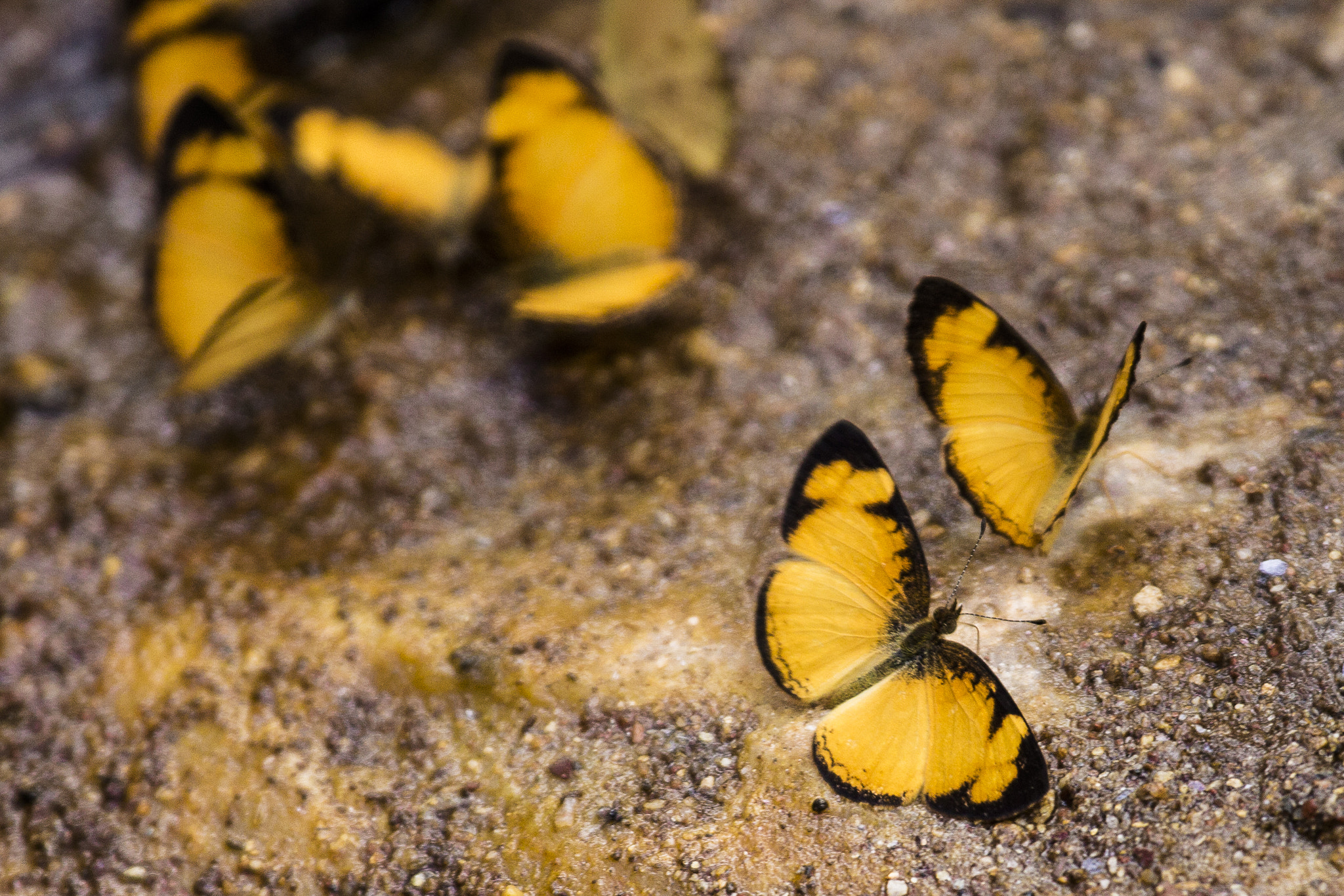 Canon EF 100-400mm F4.5-5.6L IS USM sample photo. Serra da canastra photography