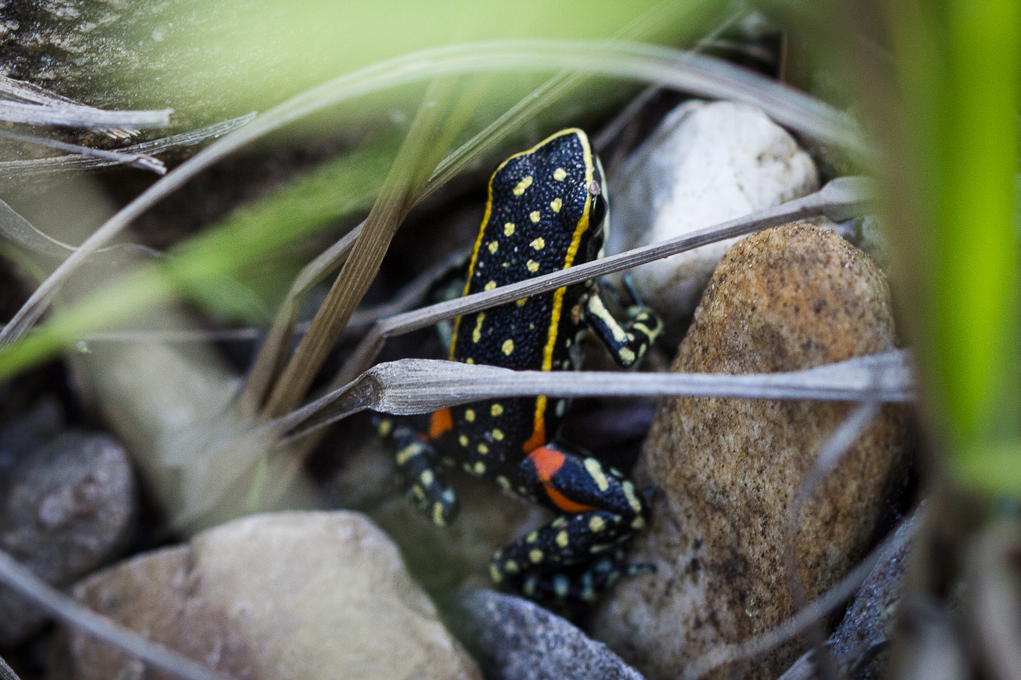 Canon EF 100mm F2.8 Macro USM sample photo. Serra da canastra photography