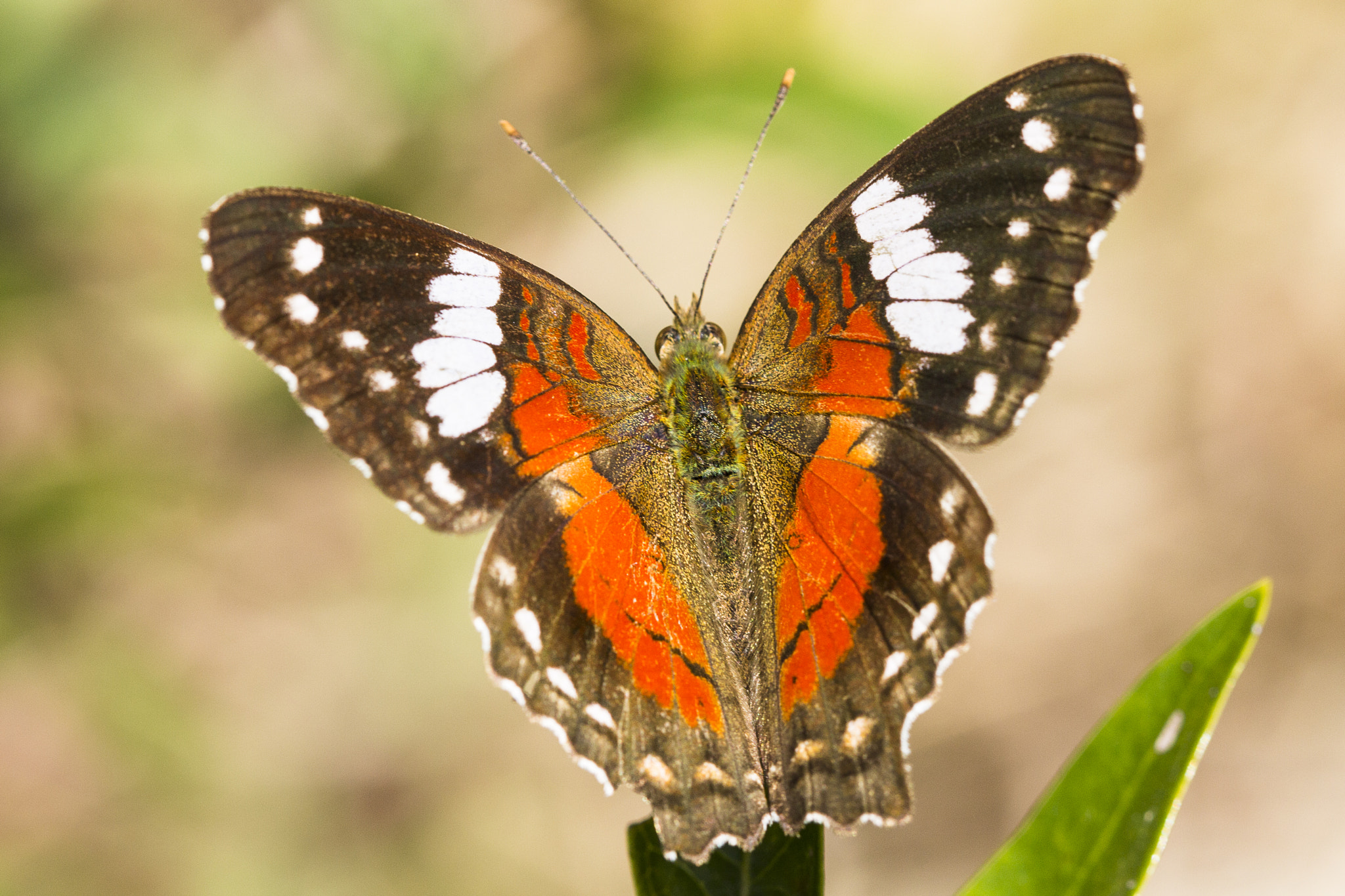Canon EF 100mm F2.8 Macro USM sample photo. Serra da canastra photography