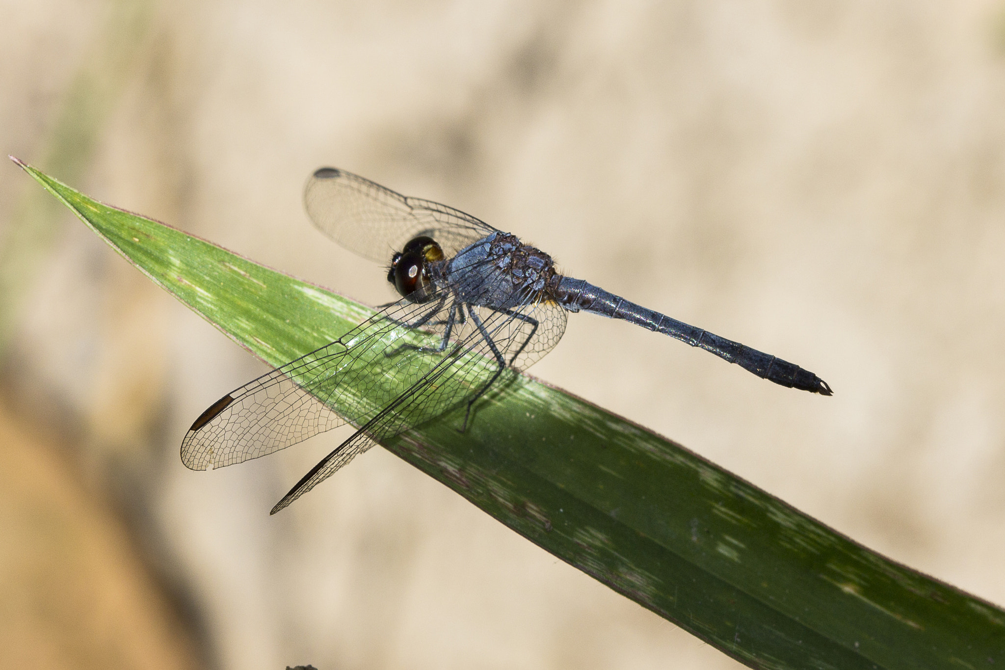 Canon EF 100mm F2.8 Macro USM sample photo. Serra da canastra photography