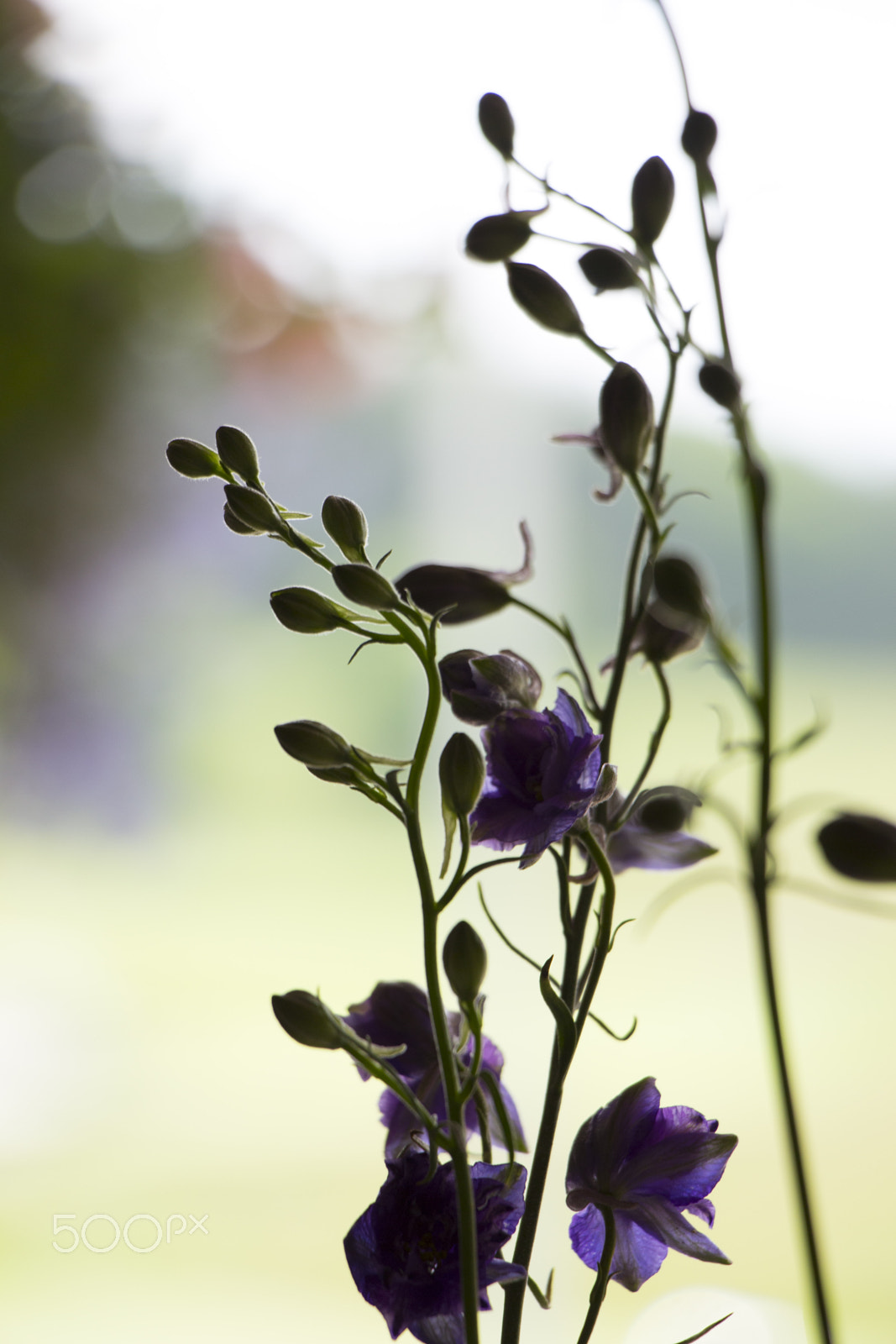 Canon EOS M + Canon EF-S 18-135mm F3.5-5.6 IS STM sample photo. Purple flowers' silhouette photography