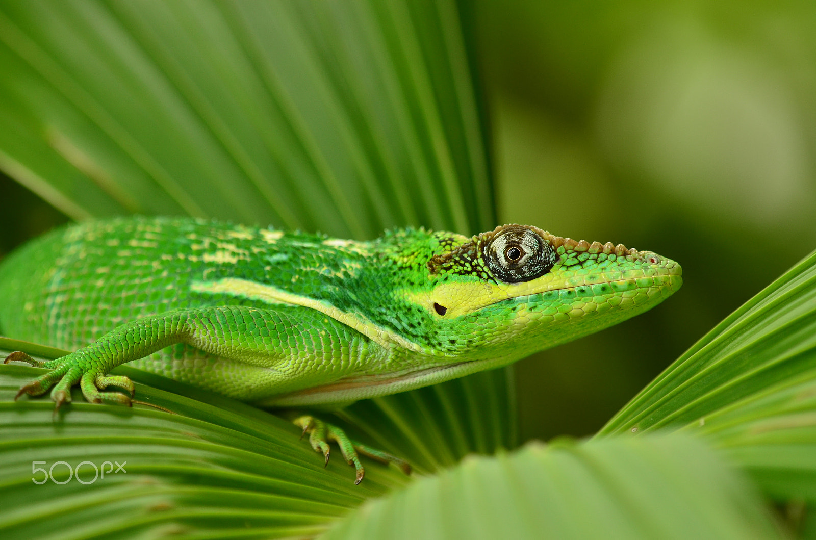 Tamron SP AF 180mm F3.5 Di LD (IF) Macro sample photo. Mr green... photography