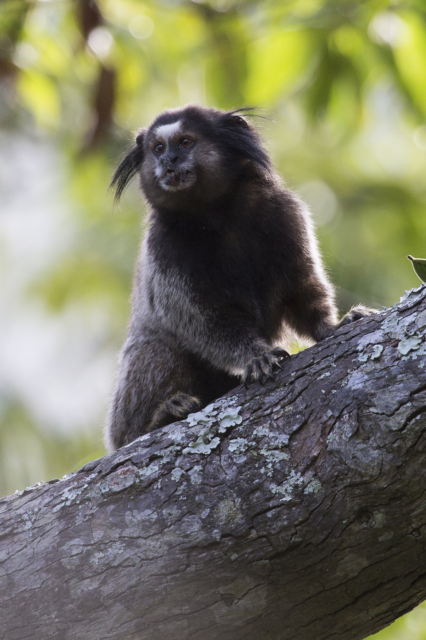 Canon EF 100-400mm F4.5-5.6L IS USM sample photo. Serra da canastra photography