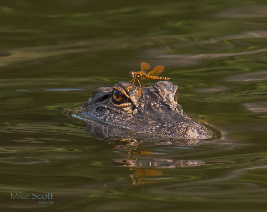 Nikon AF-S Nikkor 300mm F2.8G ED VR II sample photo. Dragonfly on head photography