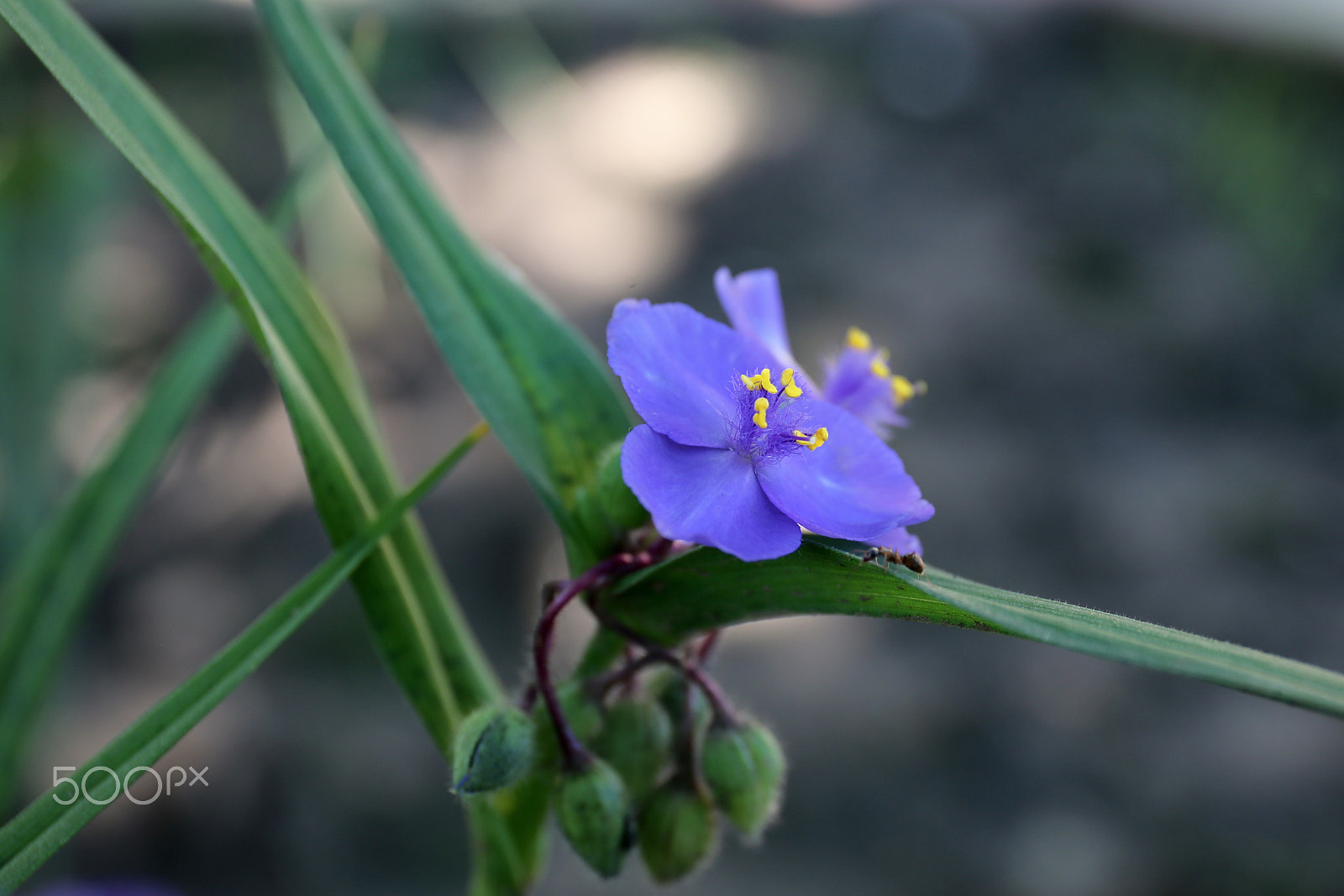 Canon EF 24-70mm F4L IS USM sample photo. Очарование photography