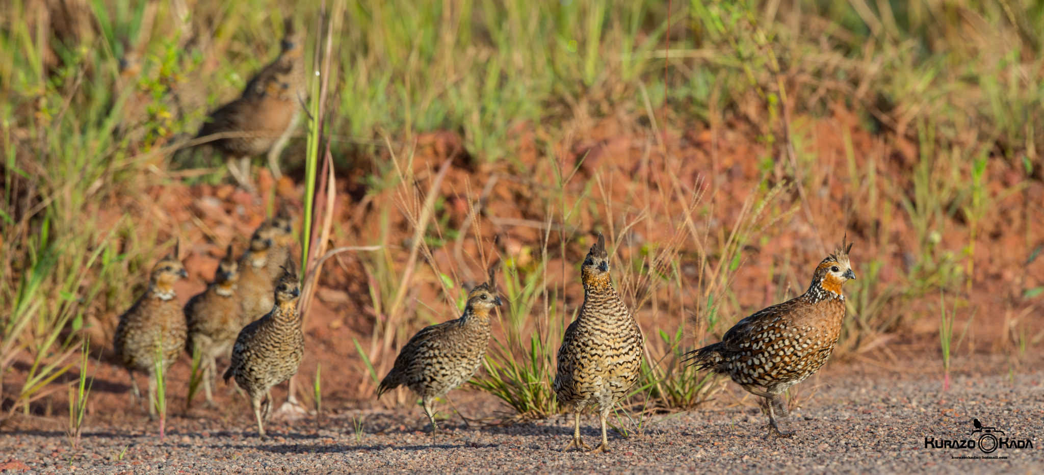 Nikon D800 + Nikon AF-S Nikkor 500mm F4G ED VR sample photo. Colinus cristatus-porto grande-amapá-brazil. photography